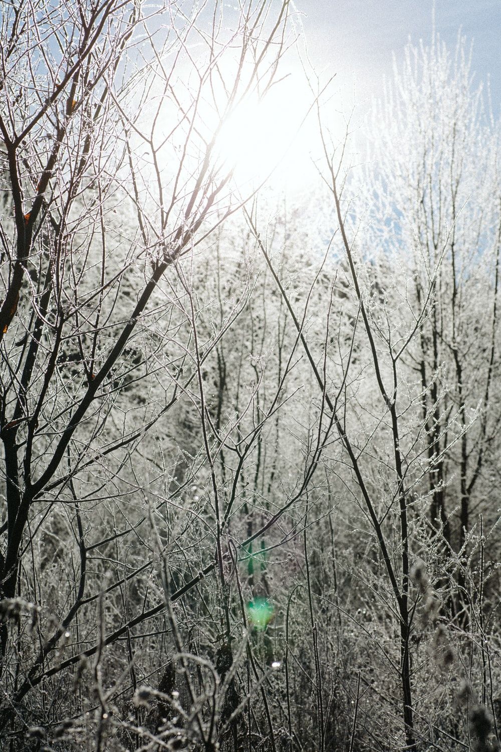 Winter Forest Picture. Download Free Image