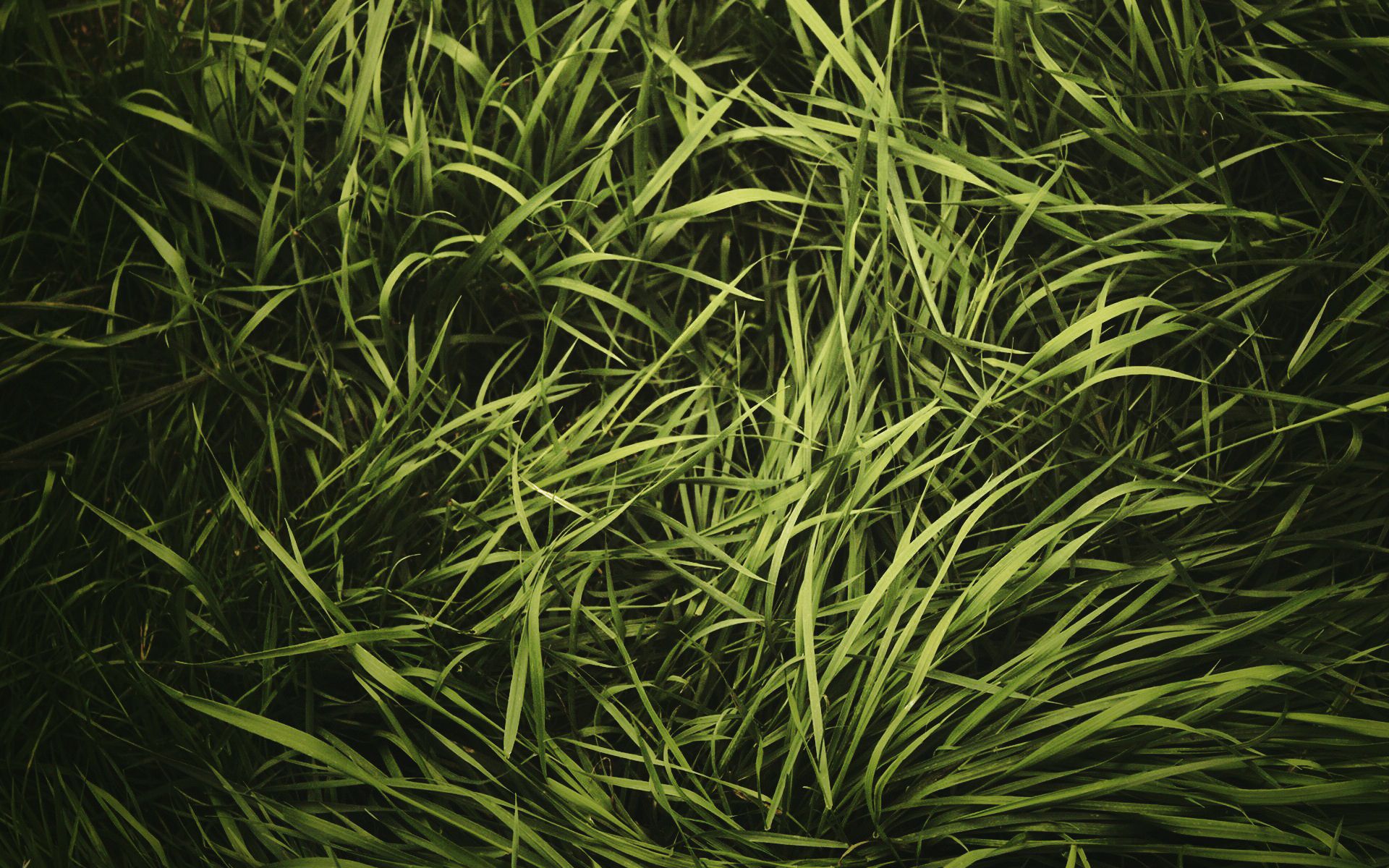 Green Grass Texture Vignette Free Wallpaper HD