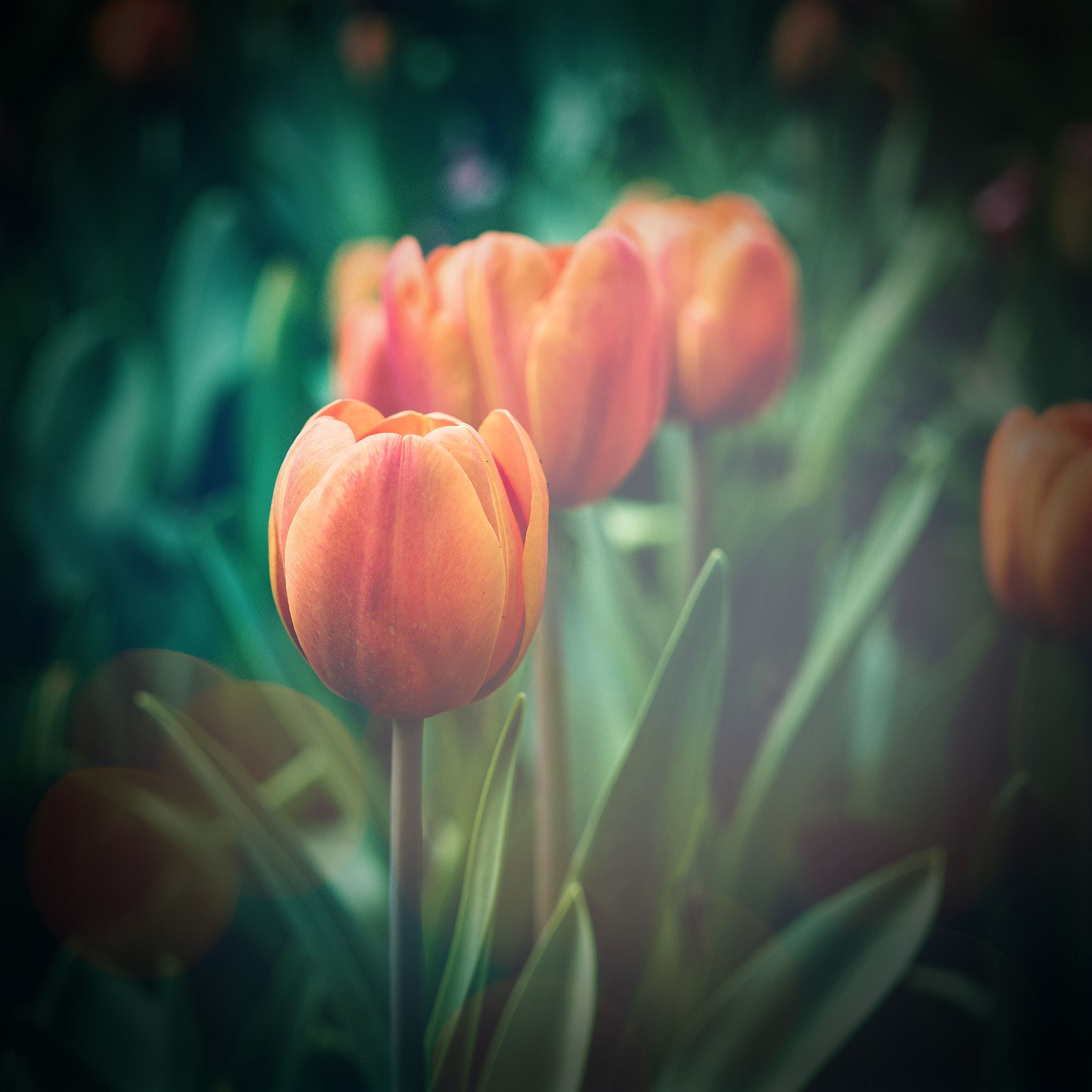 Flower Tulip Green Vignette Love Nature iPad Air Wallpaper Free Download