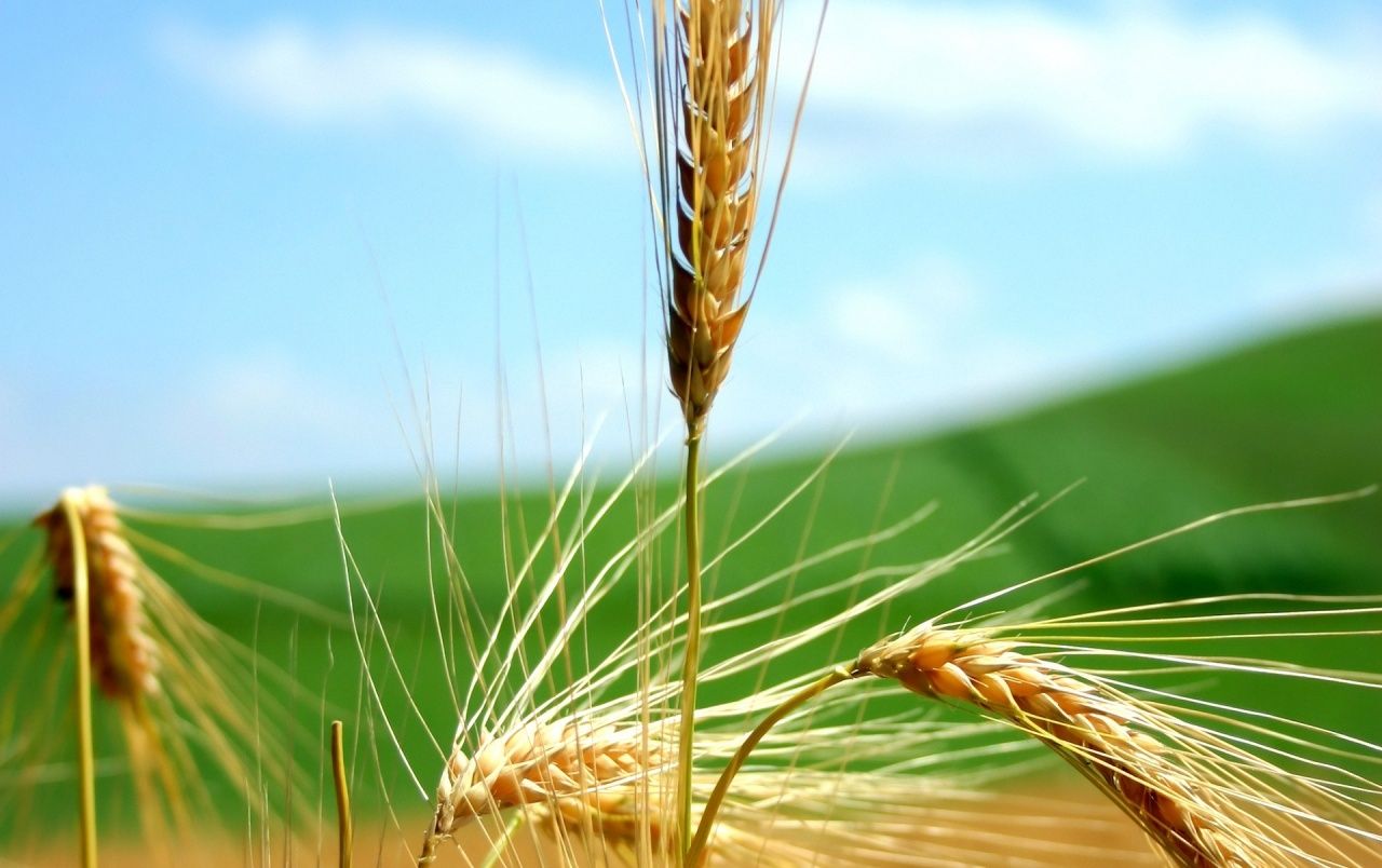 Wheat wallpaper. Wheat