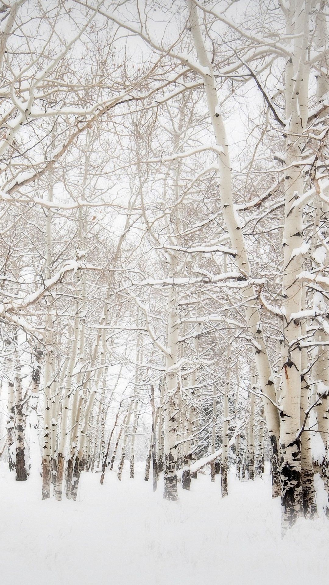 White Winter Forest iPhone 6s Wallpaper HD