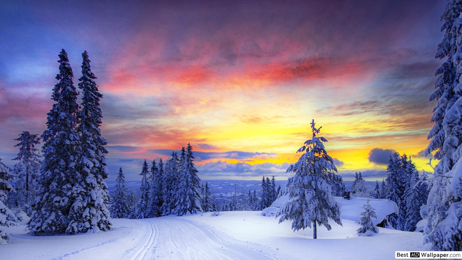 Sunset in the forest in winter day HD wallpaper download