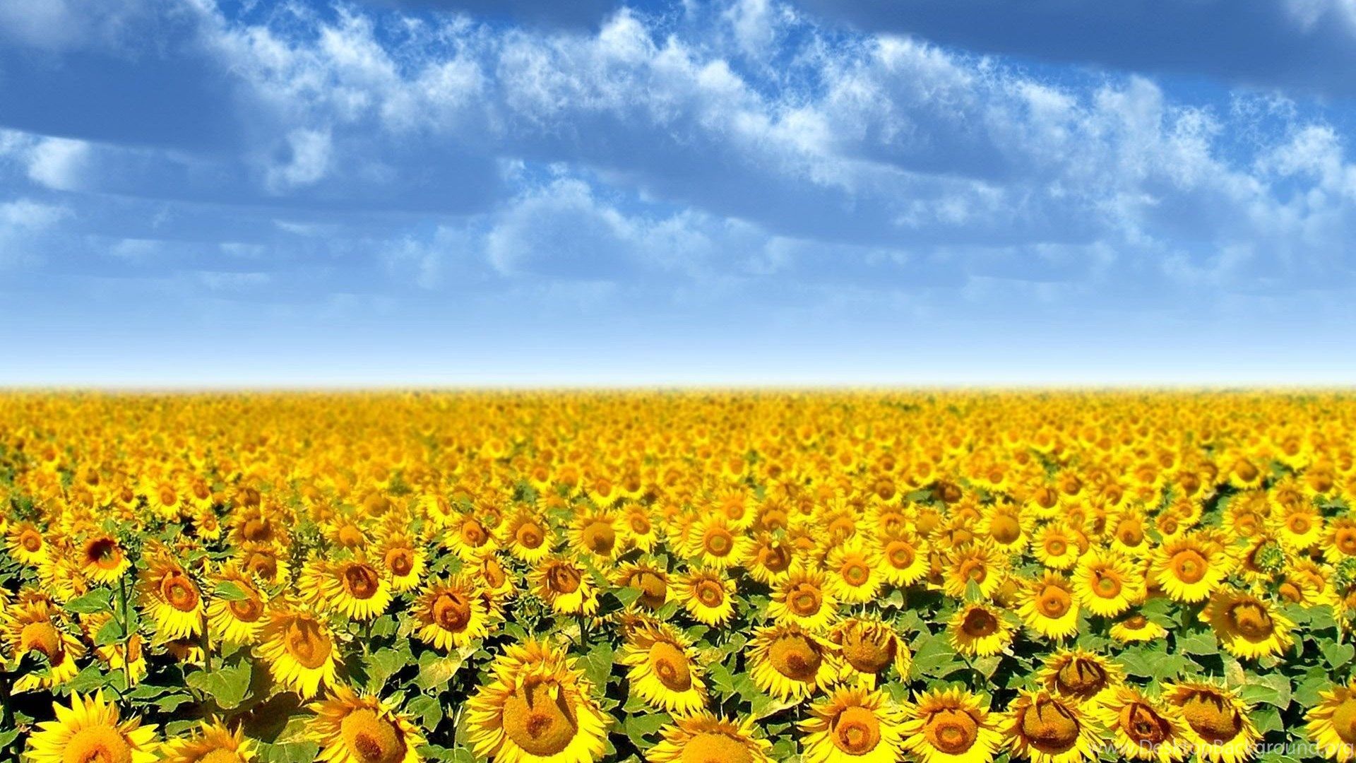Sunflower Wallpaper Wallpaper HD Wallpaper 83269 Desktop Background