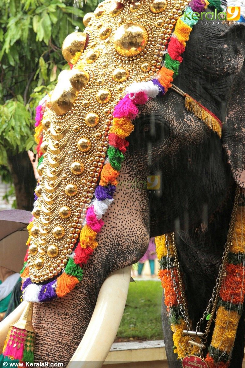 Thrissur Pooram: Kerala's grand elephant fest cancelled for first time in  58 years due to lockdown