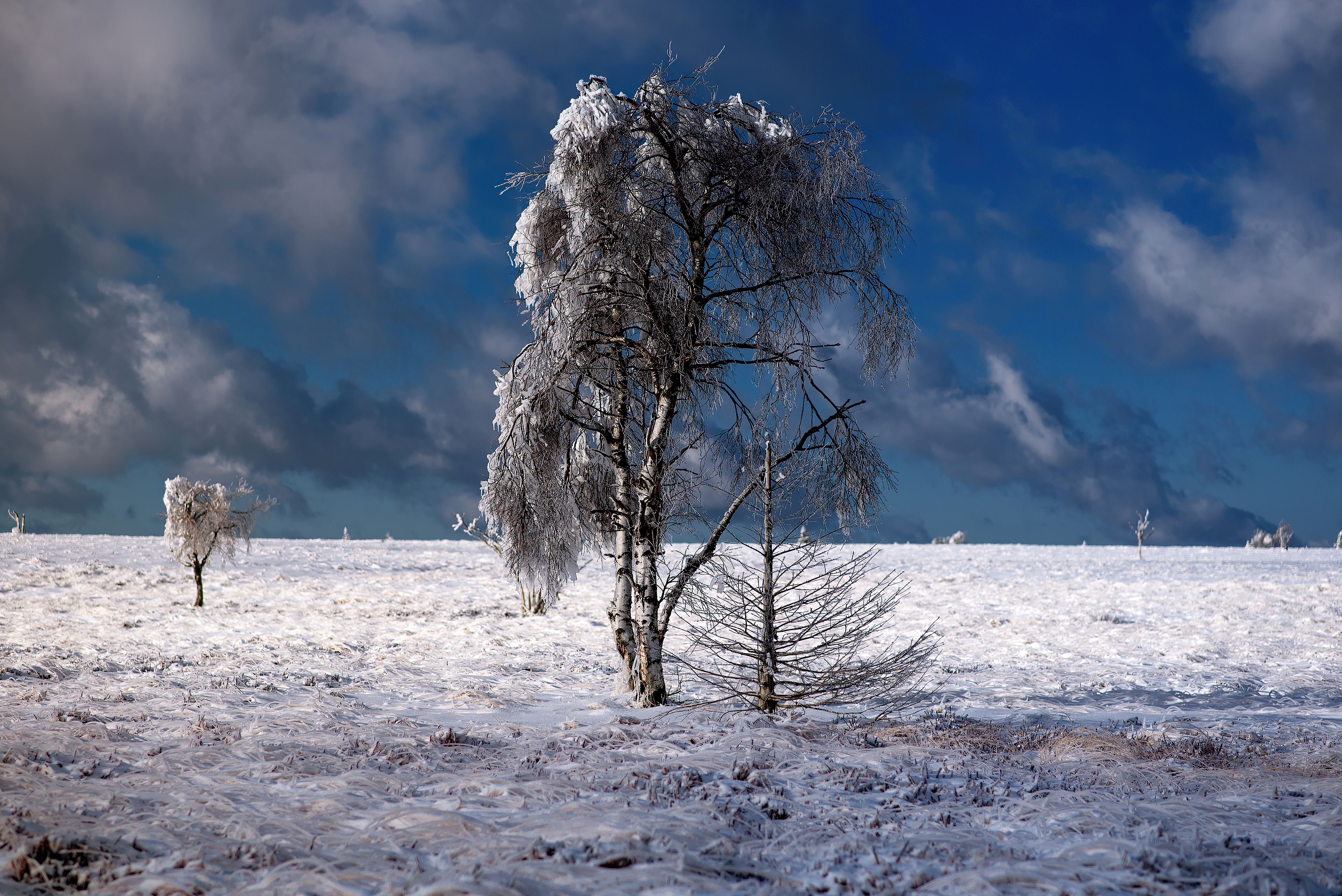 Snow Outdoor Tree 4k 4k HD 4k Wallpaper, Image, Background, Photo and Picture