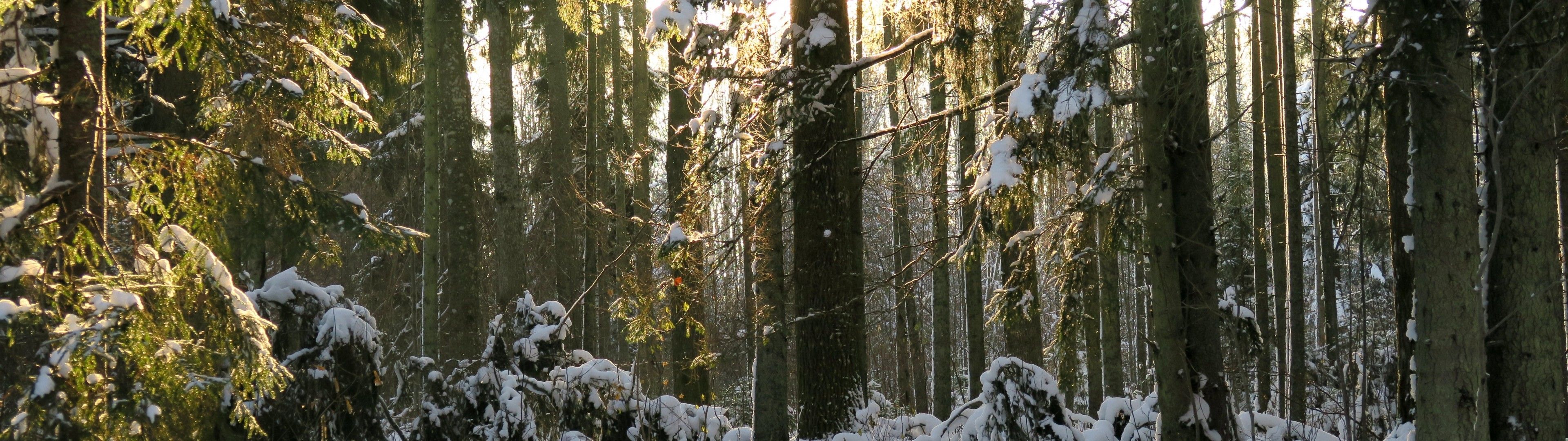 Download 3840x1080 Winter, Forest, Snow, Trees, Sunlight Wallpaper