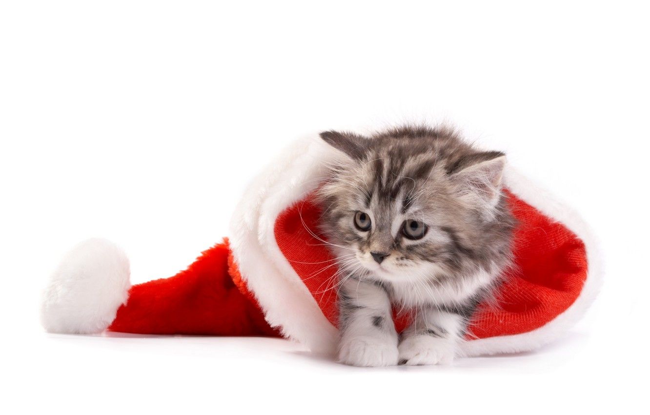 Wallpaper cat, Christmas, New year, christmas, new year, cat, santa hat, Santa hat image for desktop, section кошки