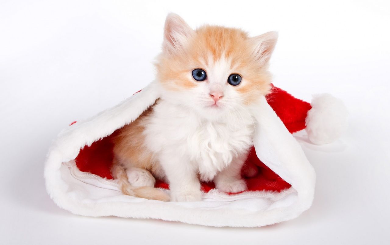 Cute cat in Santa hat wallpaper. Cute cat in Santa hat
