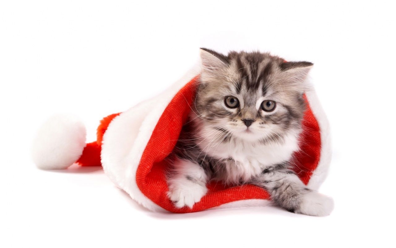 Fluffy cat in Santa hat wallpaper. Fluffy cat in Santa hat