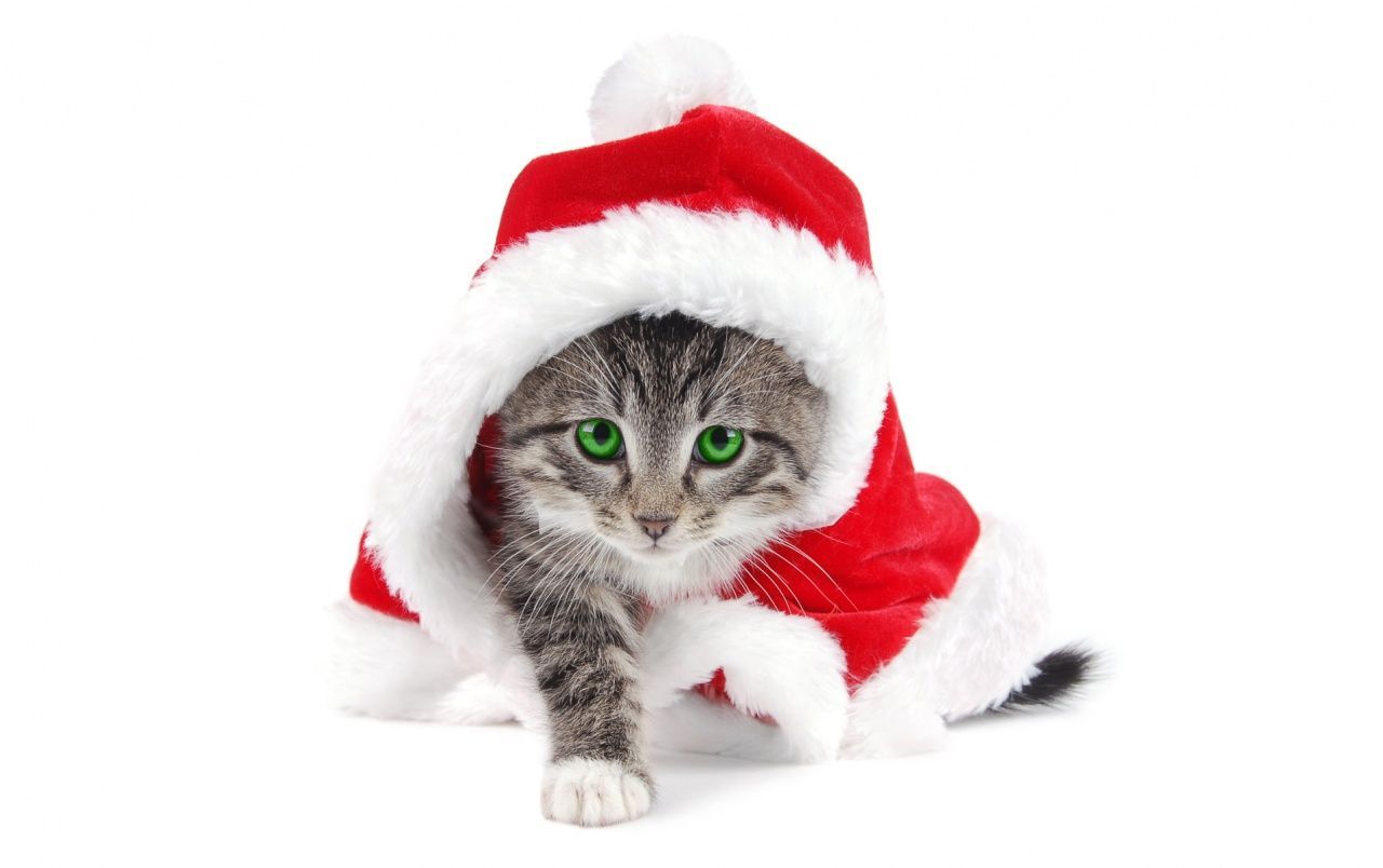 Santa is a cat wallpaper. Christmas cats, Cute christmas wallpaper, Cat wallpaper
