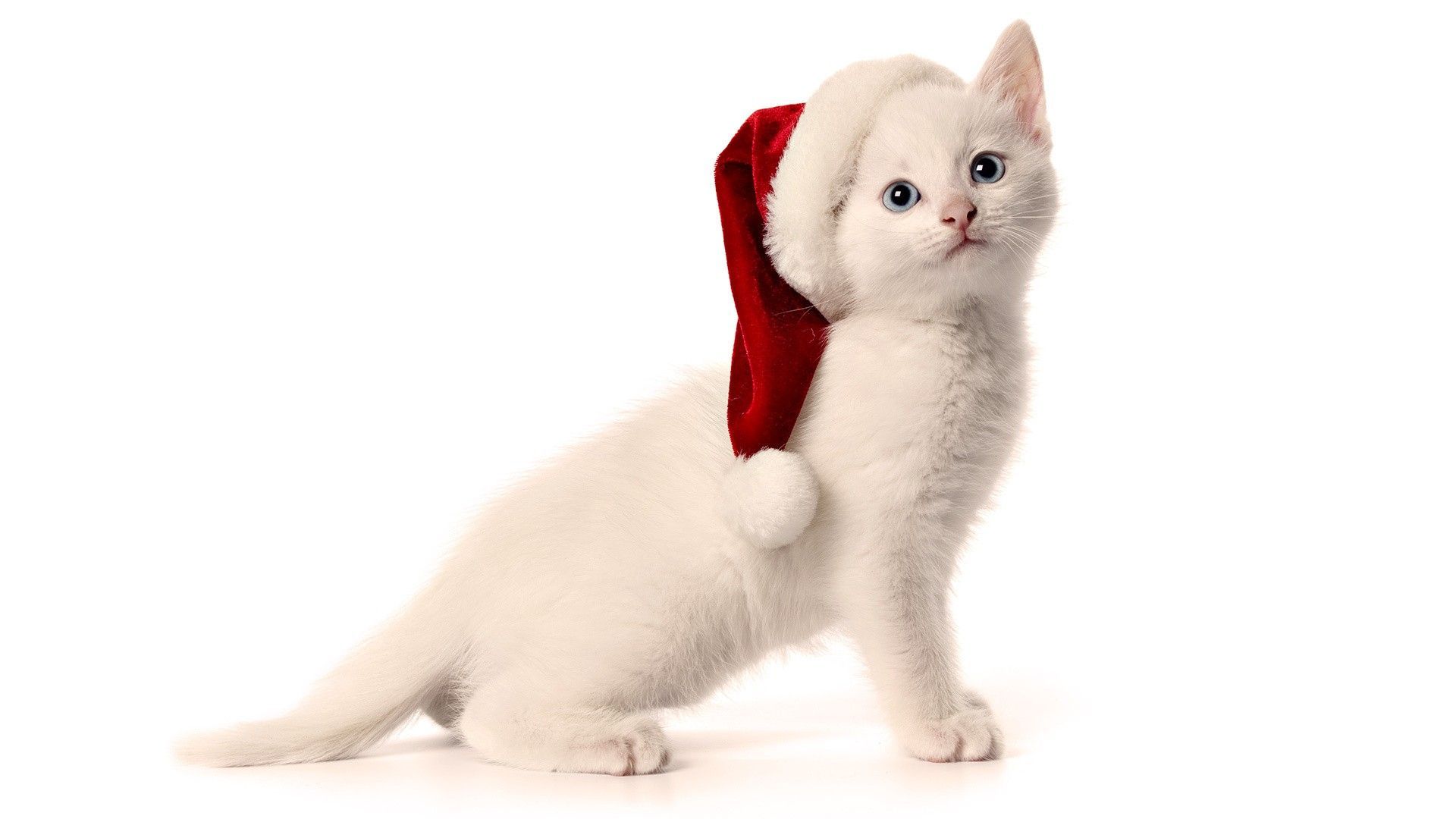 Cat With Santa (1920×1080). Pet Christmas Picture, Christmas Cats, Kitten Wallpaper
