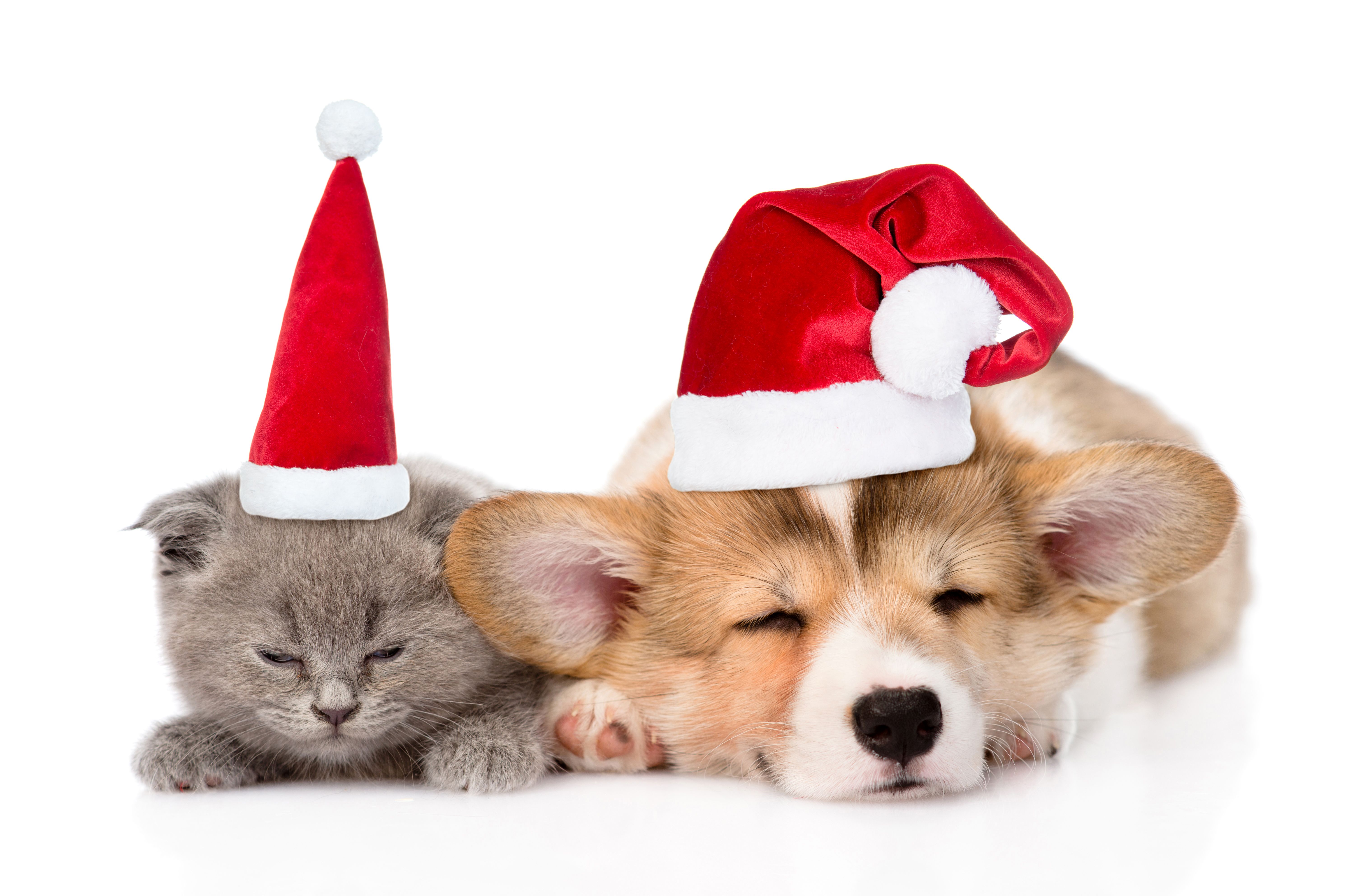 Cat Dog Corgi Sleeping Santa Hat Wallpaper:6003x3969