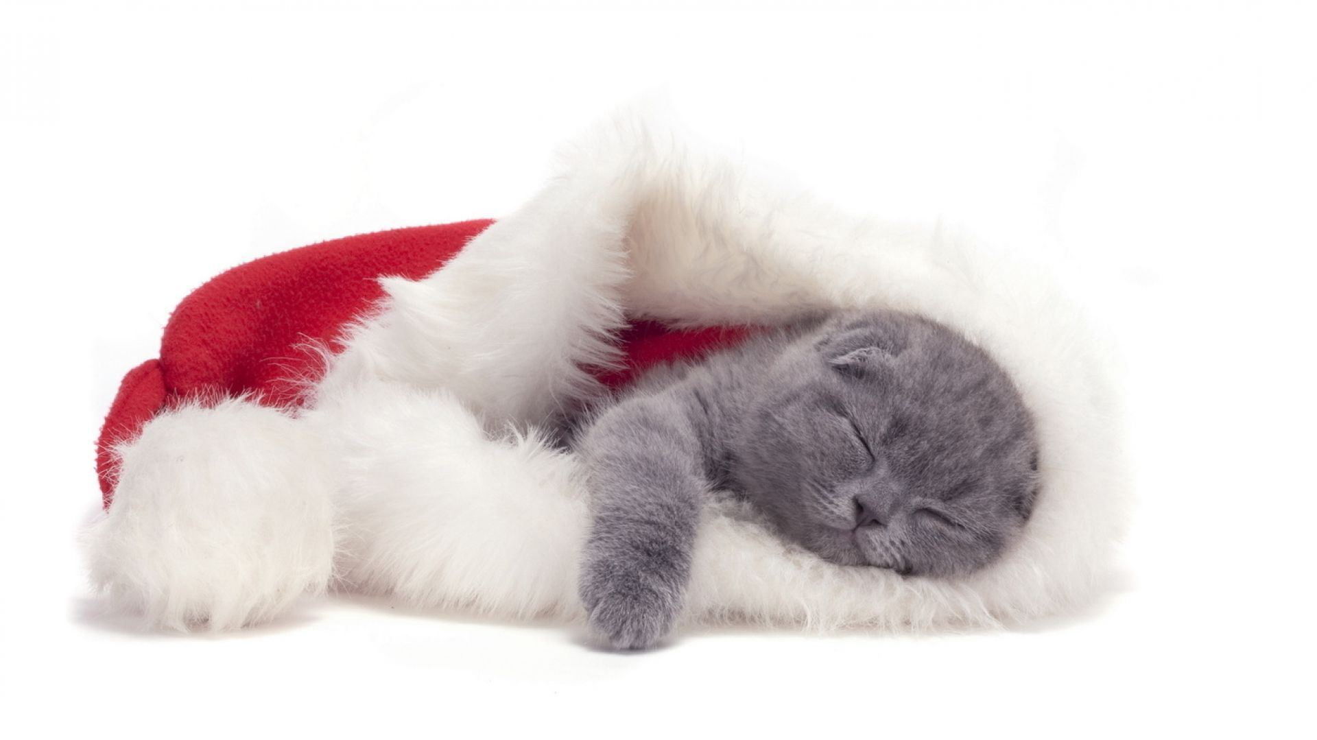 Small Scottish Fold cat is sleeping in a Christmas hat wallpaper and image, picture, photo