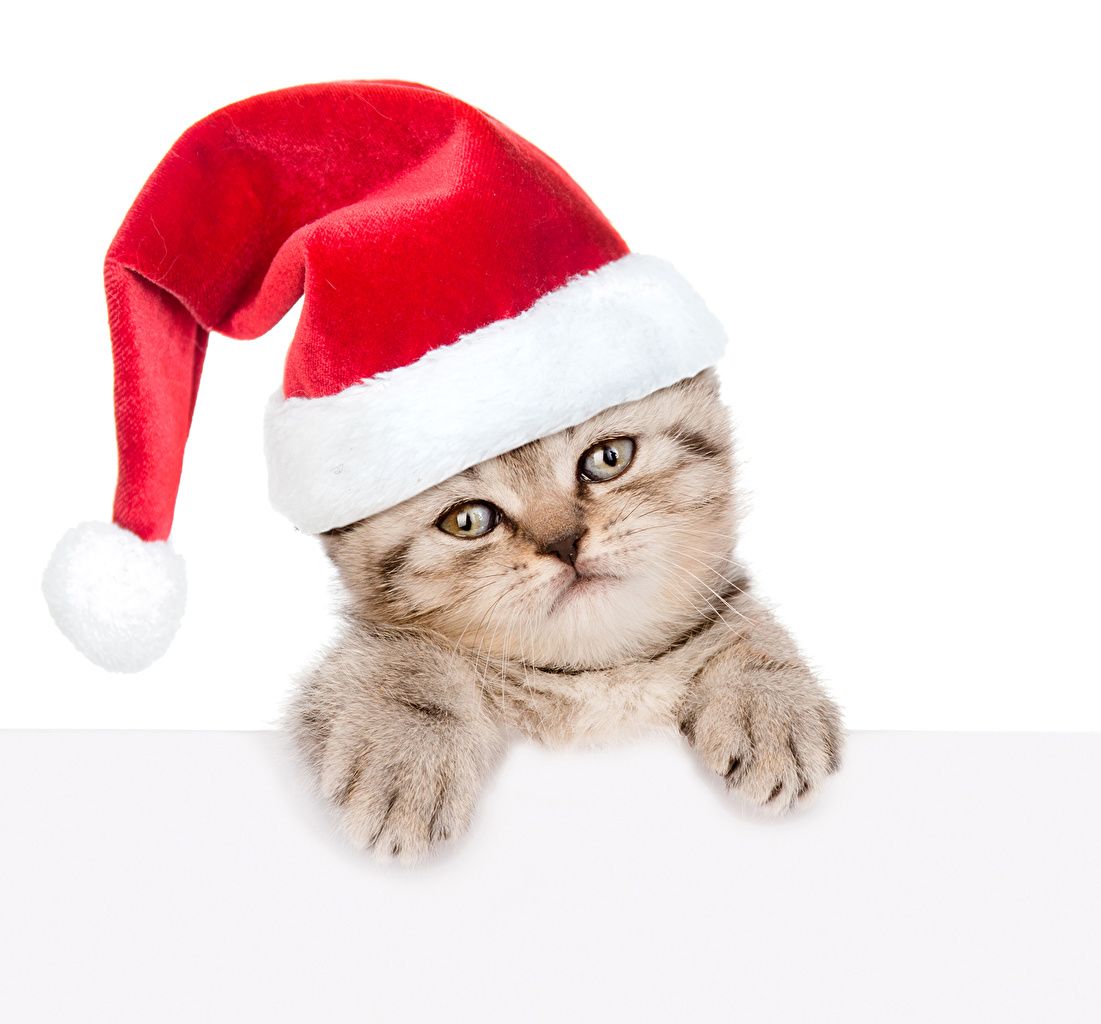 Photo kitty cat cat Christmas Winter hat animal White background