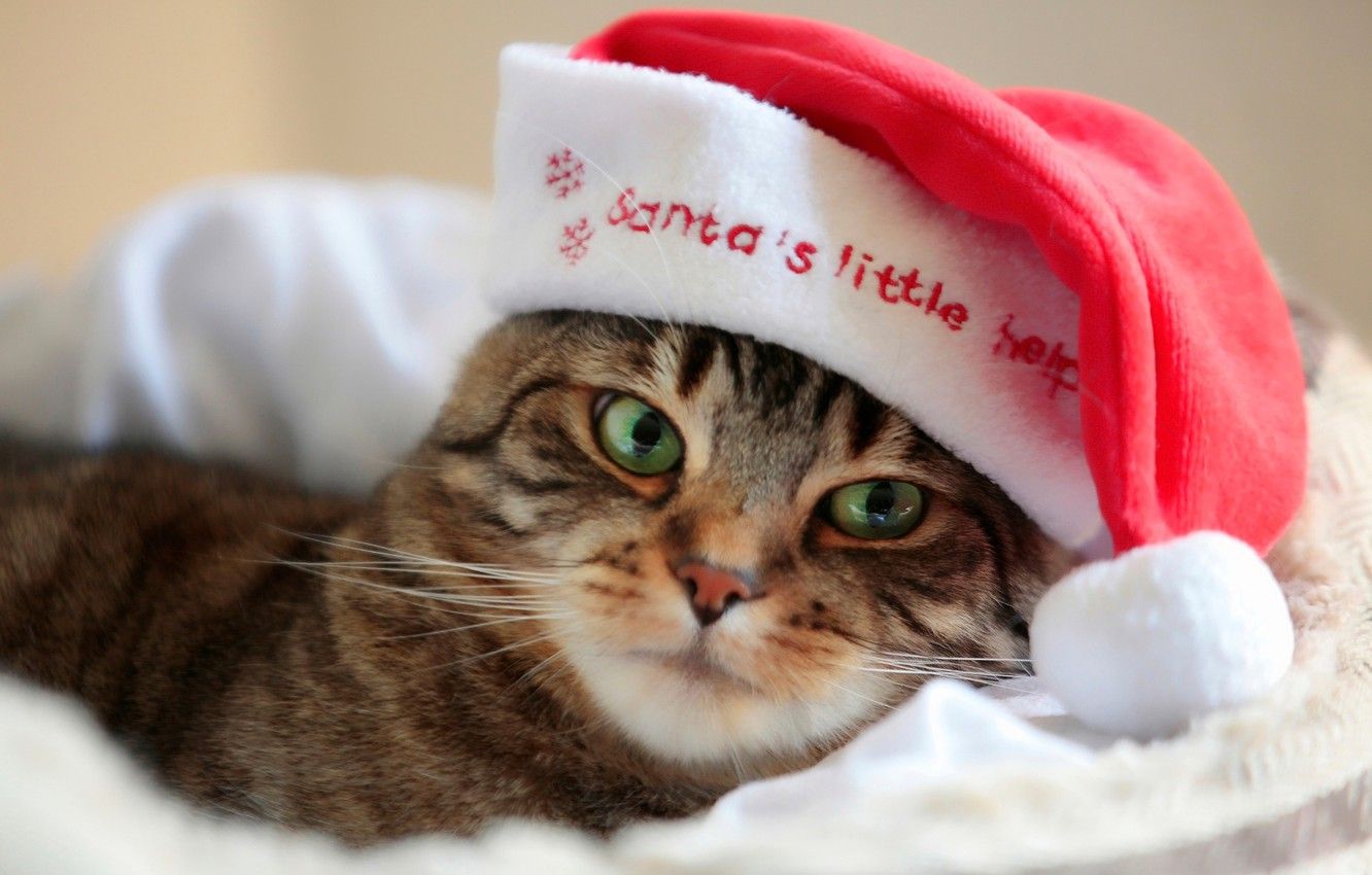 Wallpaper cat, Santa, cap image for desktop, section кошки