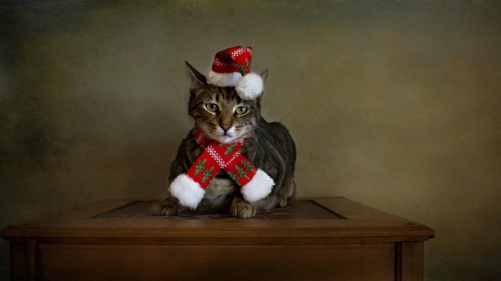 Merry Christmas Image: Cute Cats dressed in Santa Hat Costume