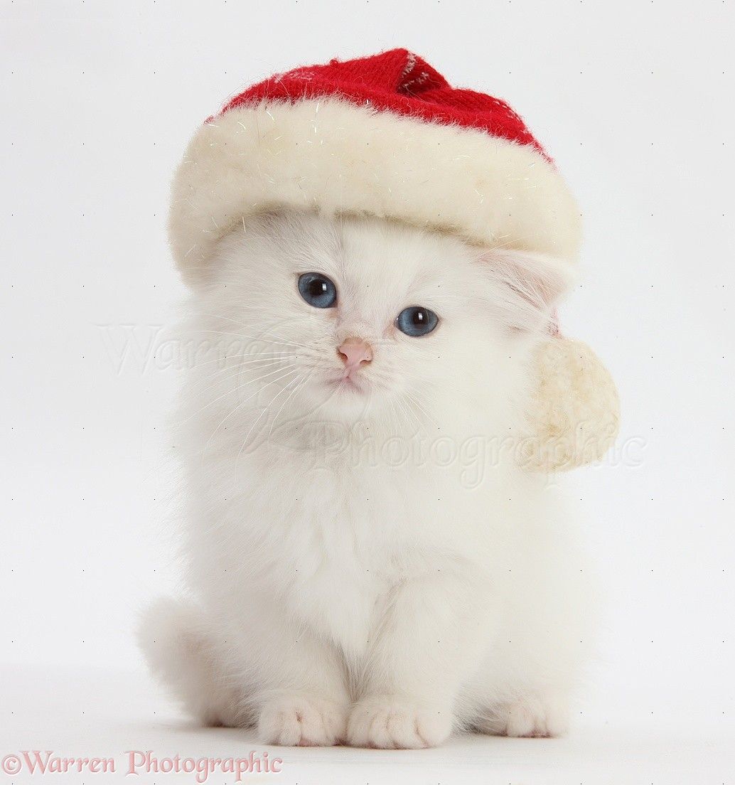 cute kittens wearing Christmas hats Kittens Photo
