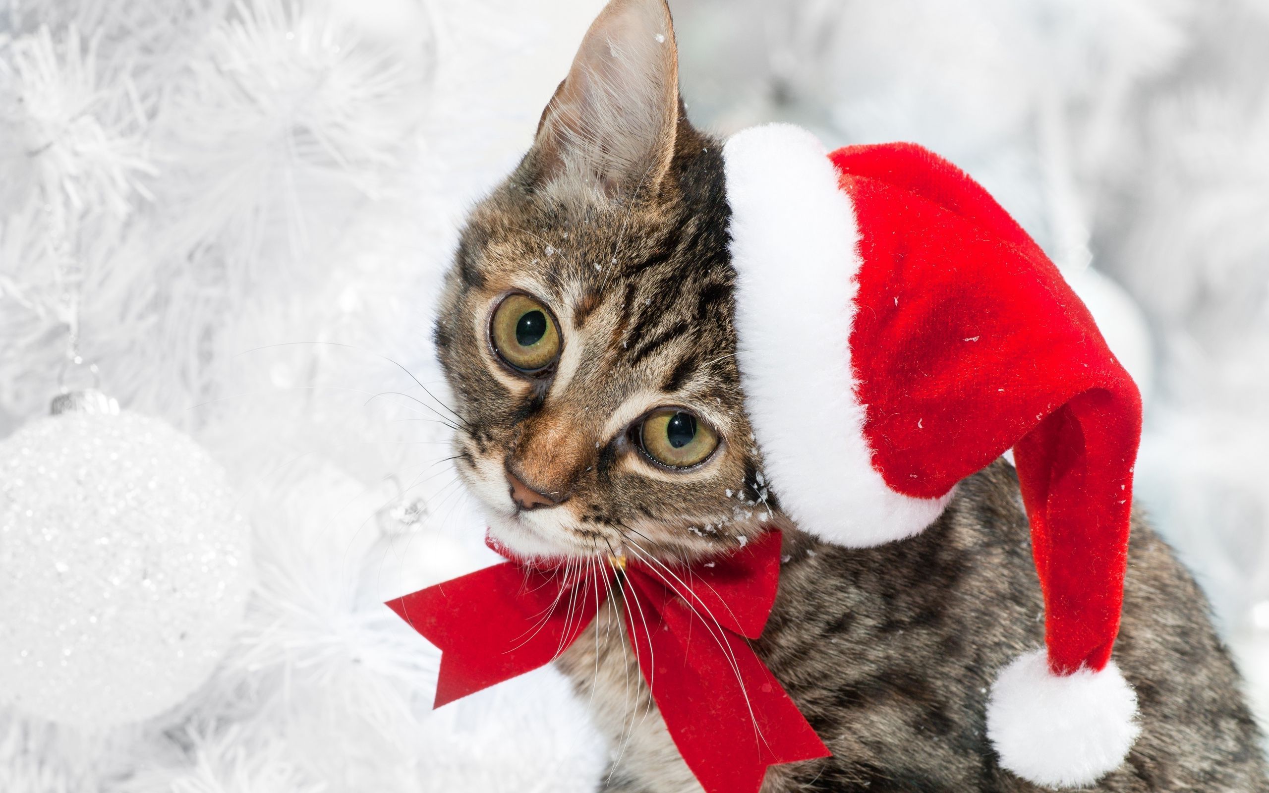 Download wallpaper 2560x1600 cat, christmas hat, face, snow, winter widescreen 16:10 HD background