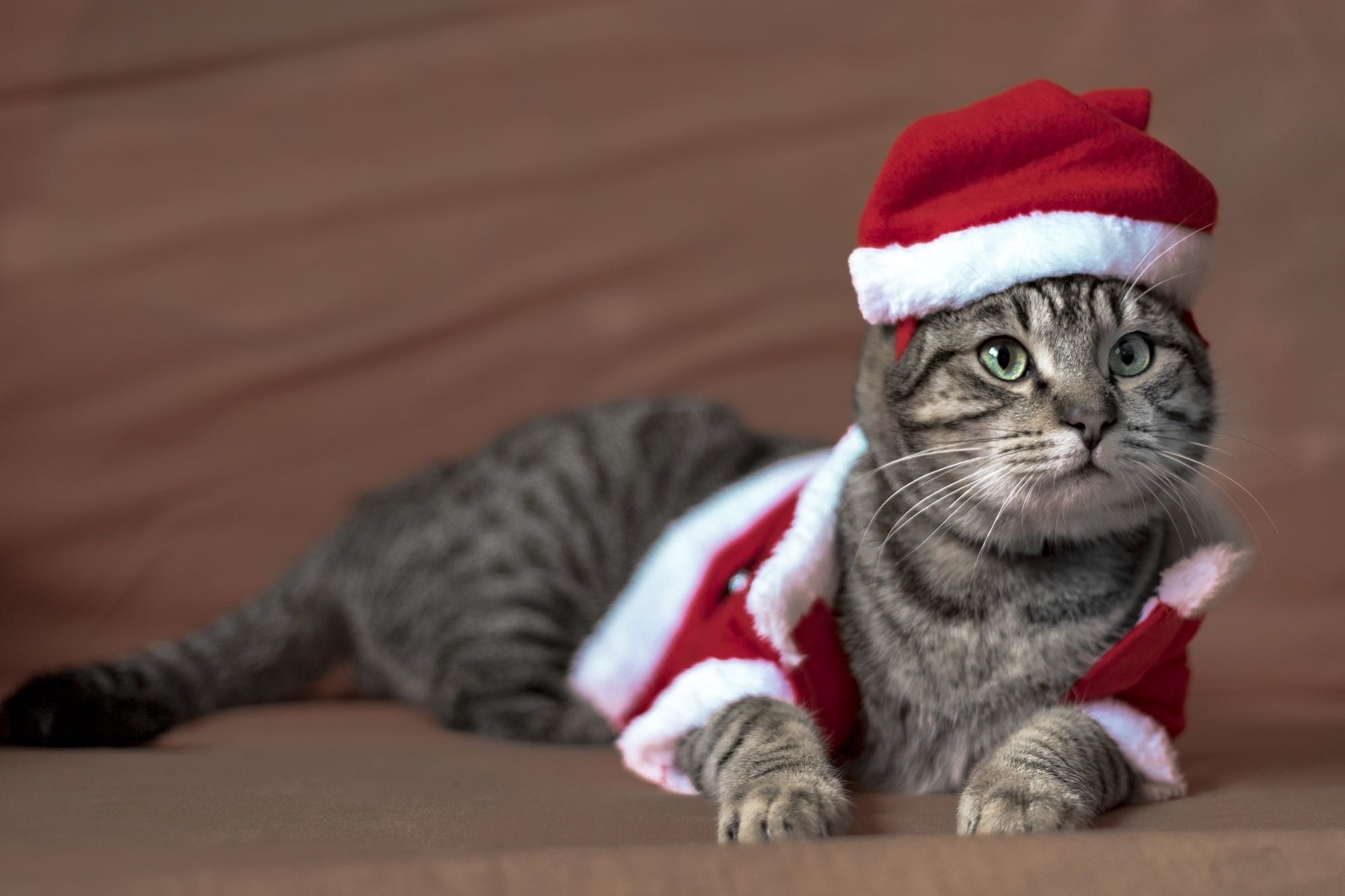 Wallpaper: Cat, Christmas, Costume, Pet, Santa Hat