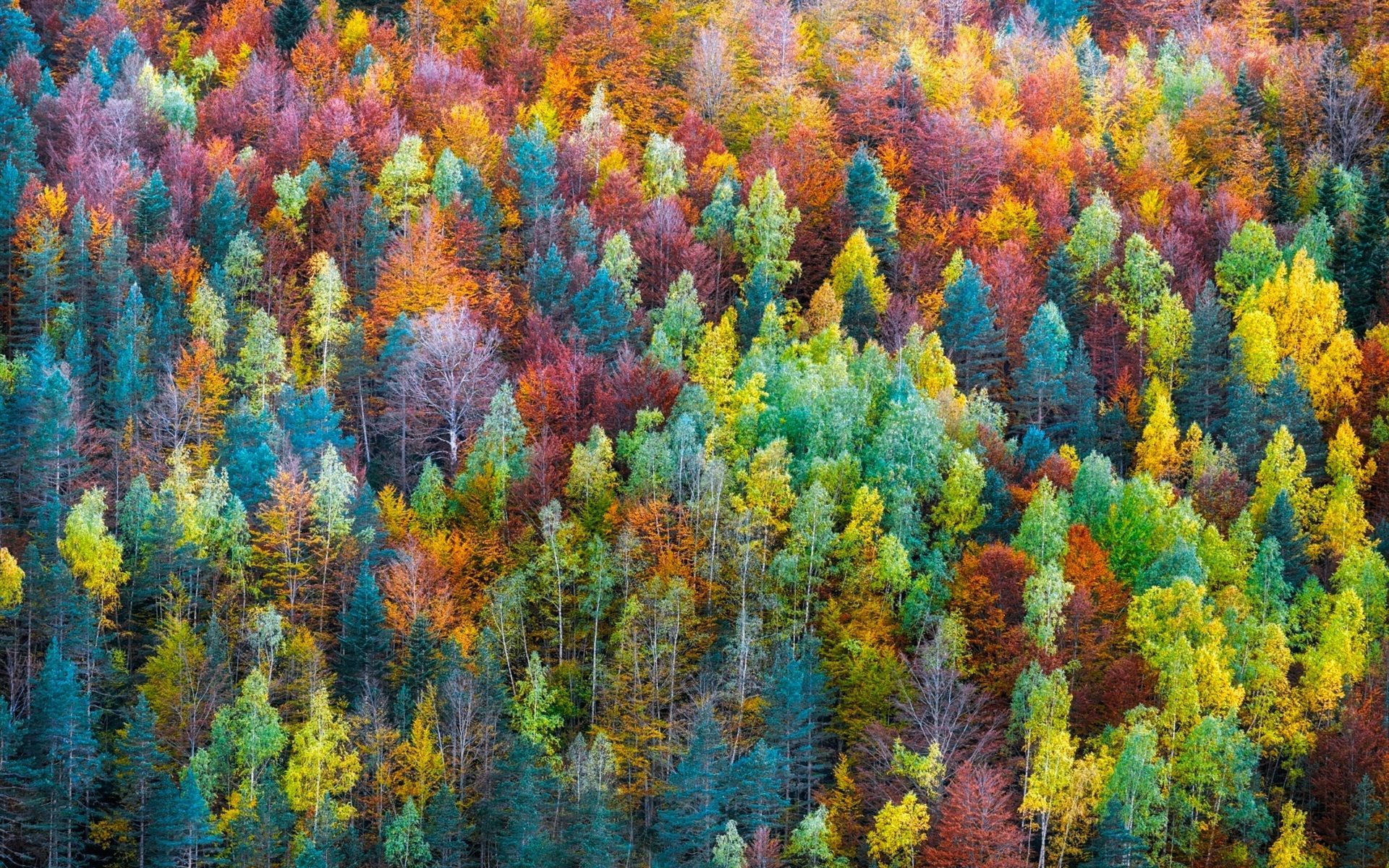 Rainbow Forest Wallpaper Free Rainbow Forest Background