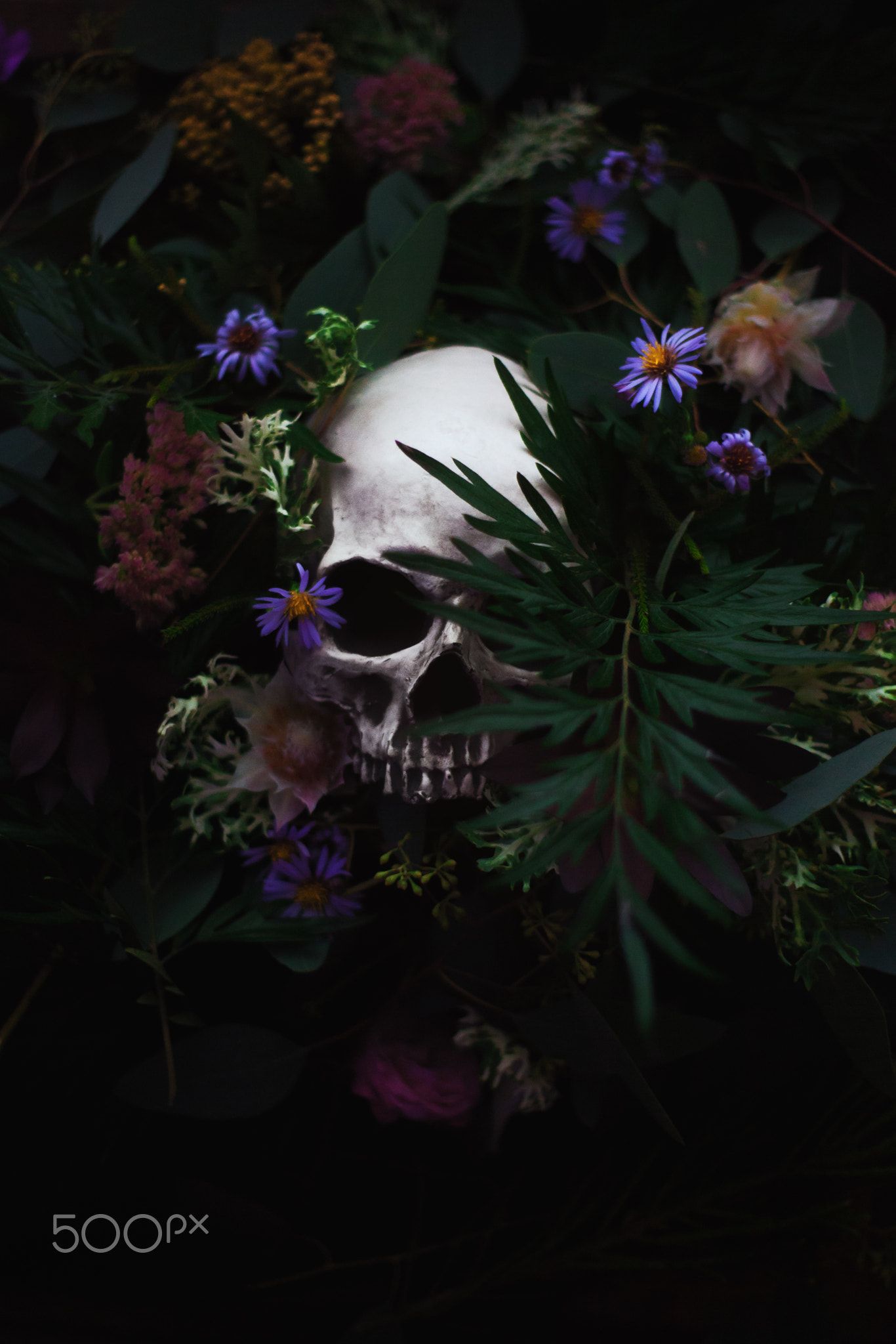 500px, #skull, #plants, #flowers, #artem Phoenix, Flowers Wallpaper & Background Download