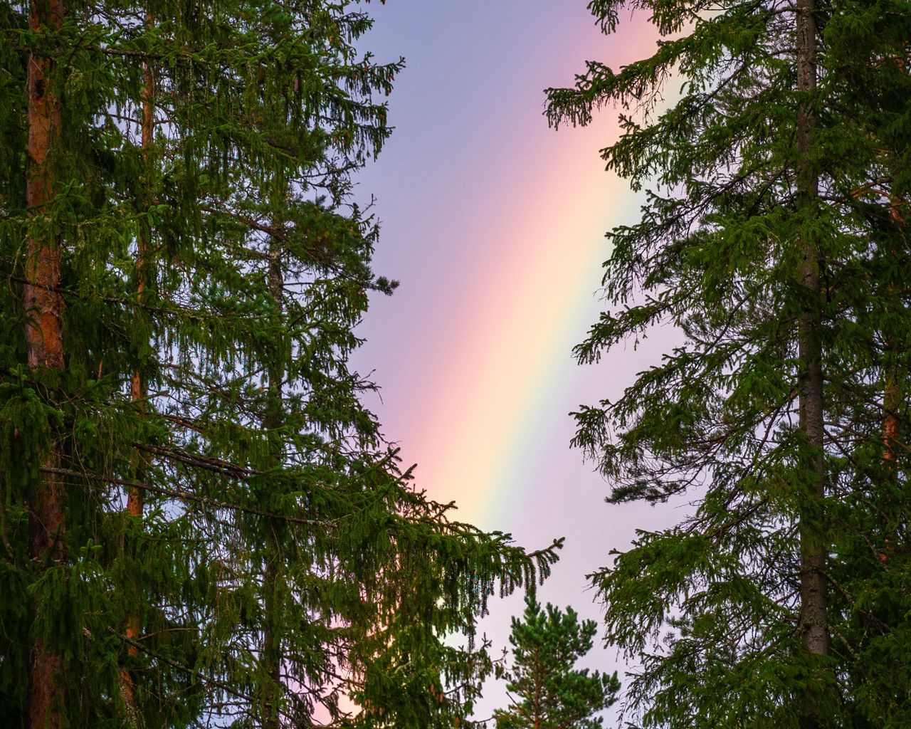 Download wallpaper 1280x1024 rainbow, trees, branches, sky, natural phenomenon, after the rain standard 5:4 HD background