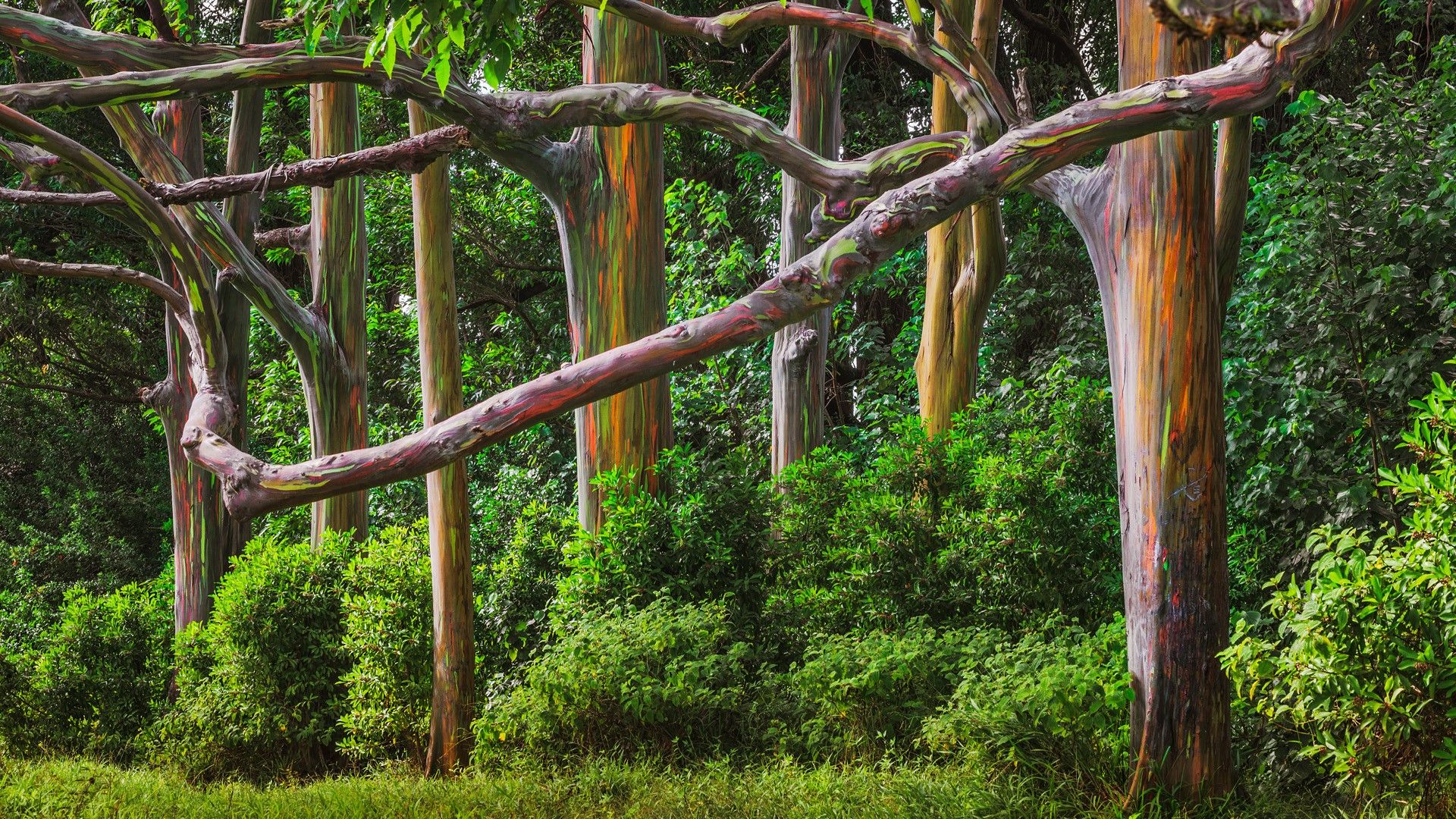 The Painted Forest, Eucalyptus Forest, Maui [1920x1080]