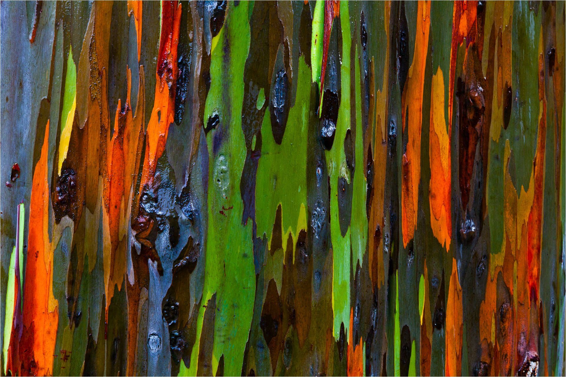 Eucalyptus Wallpaper. Eucalyptus Wallpaper, Eucalyptus Background and Rainbow Eucalyptus Wallpaper