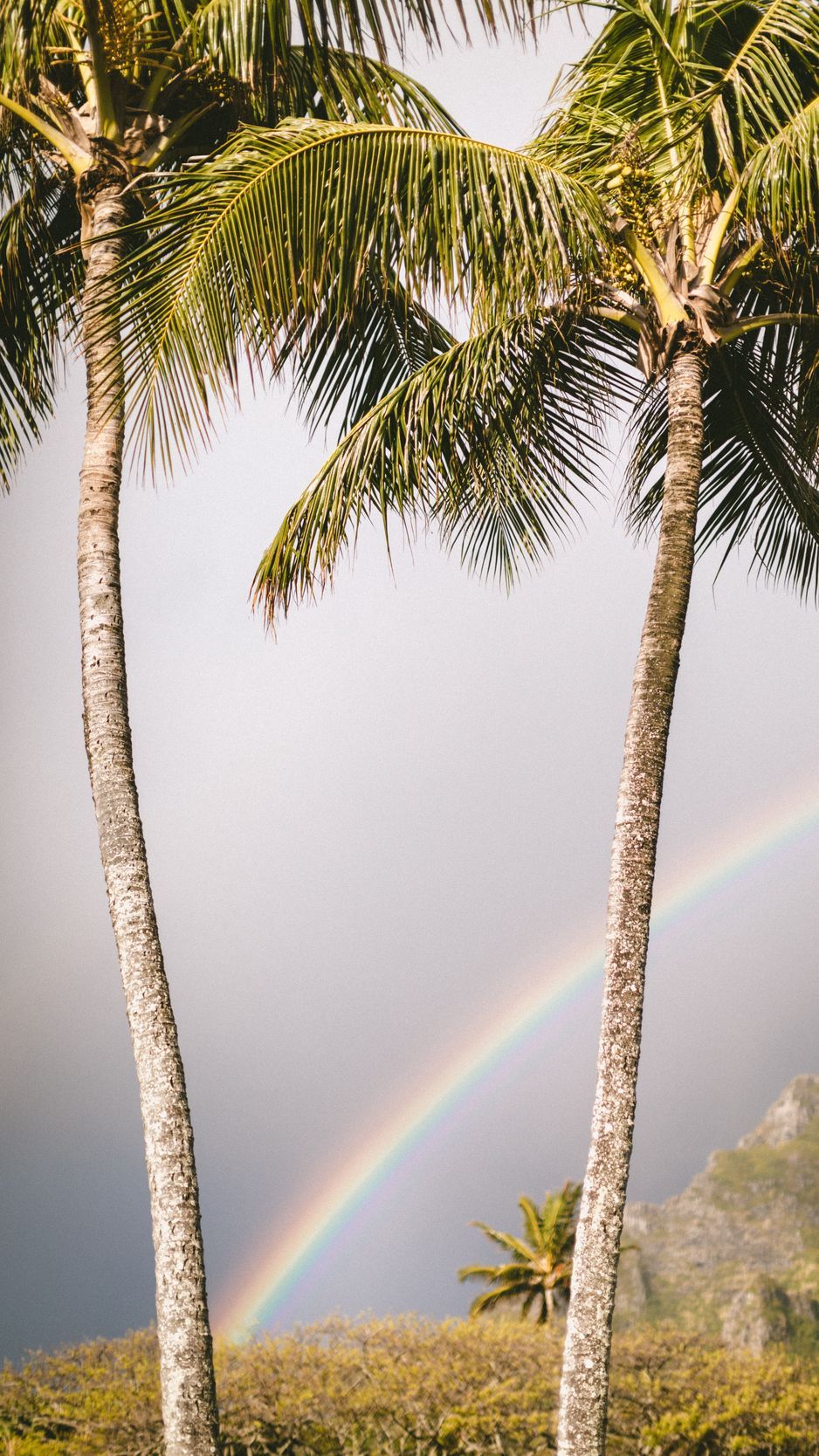 Download Wallpaper 938x1668 Palm Trees, Rainbow, Nature, Summer Iphone 8 7 6s 6 For Parallax HD Background