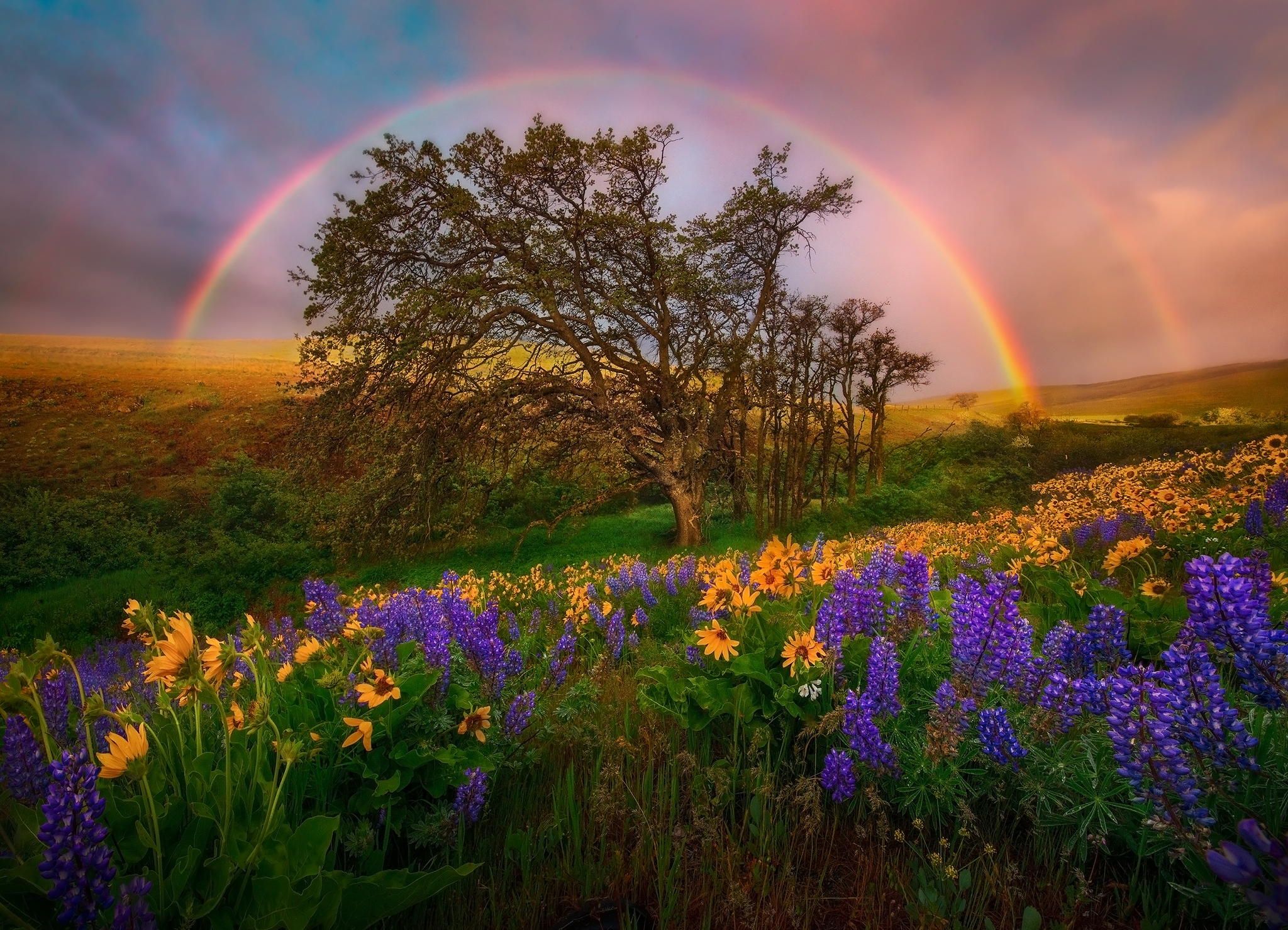 Download Wallpaper tree field rainbow flower sky, 2048x Rainbow over the summer field