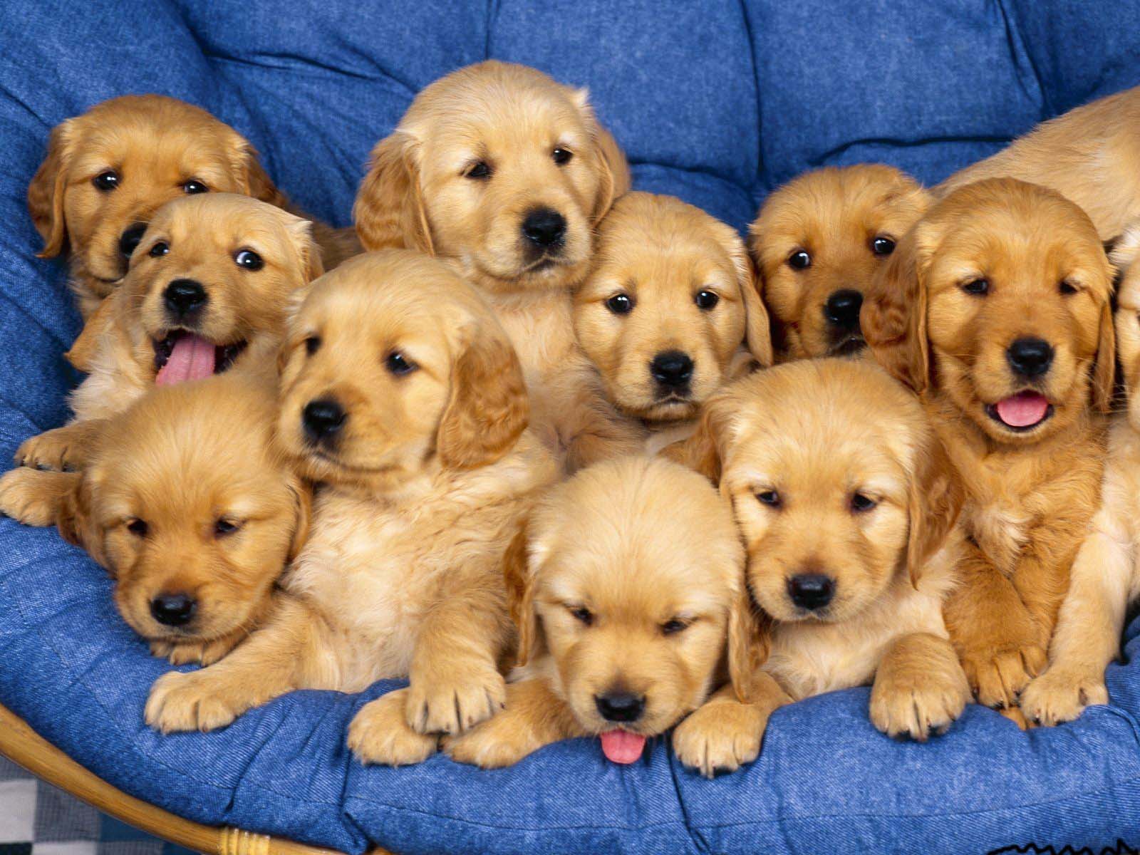 Picture of beautiful puppies
