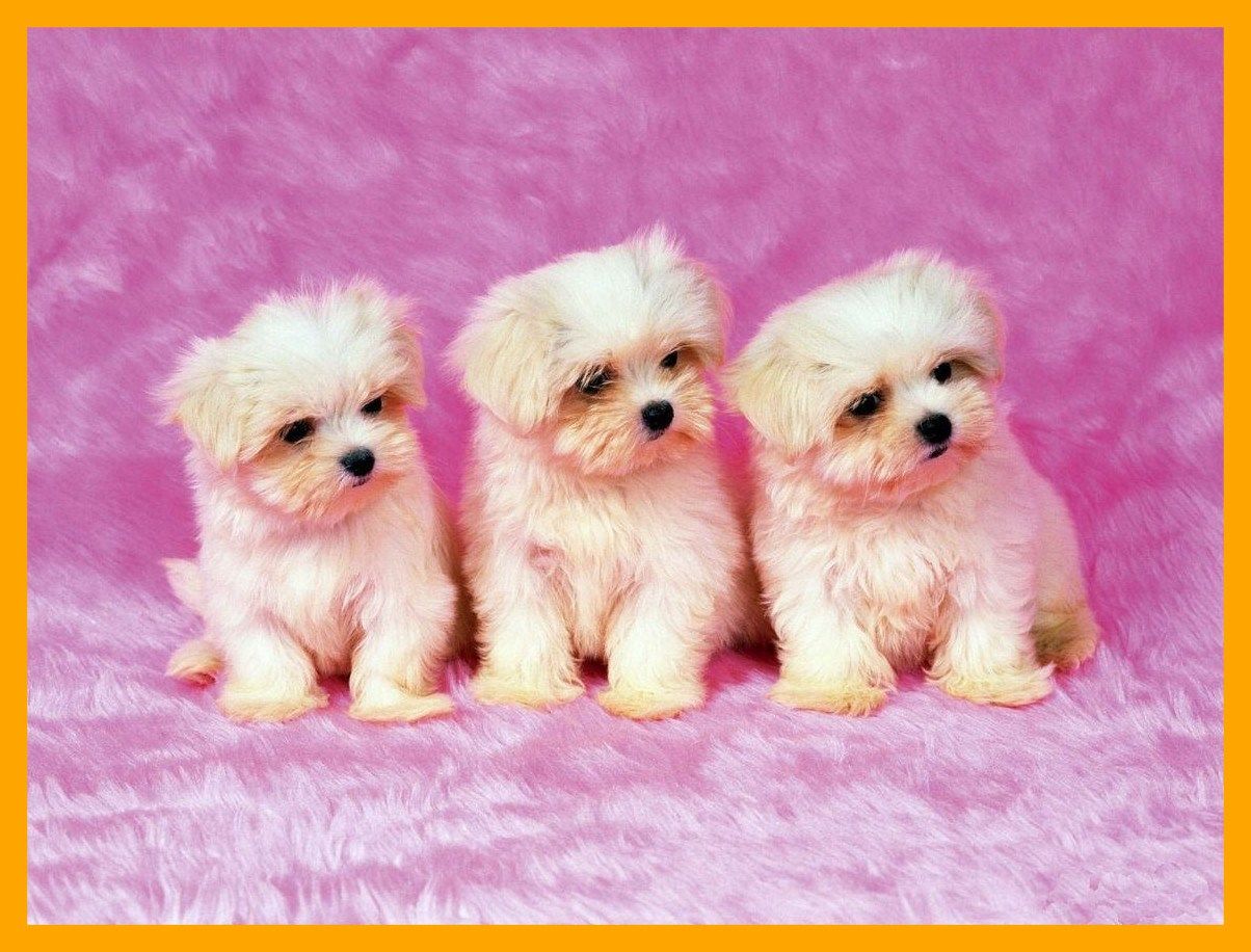 Really Cute Puppies Wallpapers - Wallpaper Cave