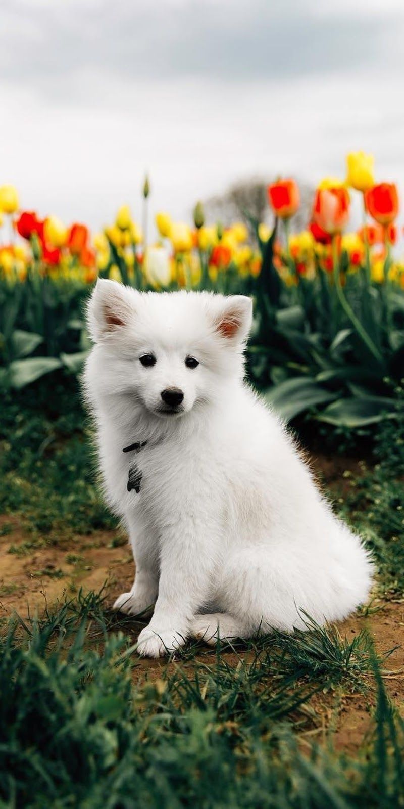 Cute Puppy Backrounds