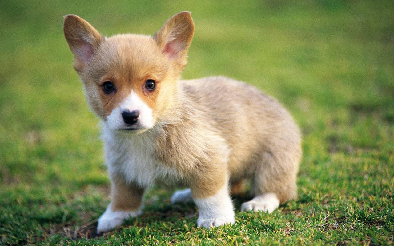 Very Cute Puppy Wallpaper