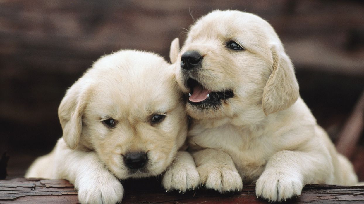 Cute Puppies Wallpaper Free HD Wallpaper