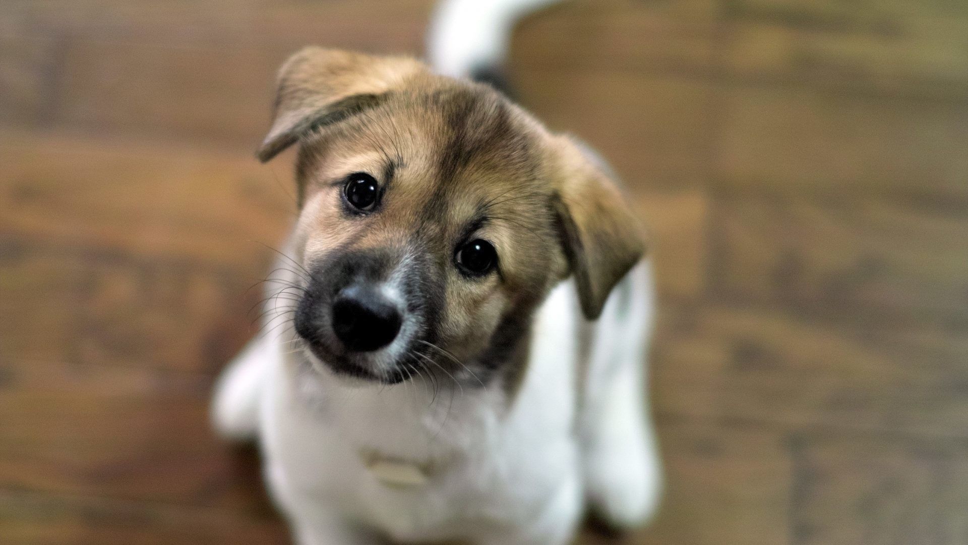 Cute Puppies Wallpaper For Mobile Dogs In The World Wallpaper & Background Download