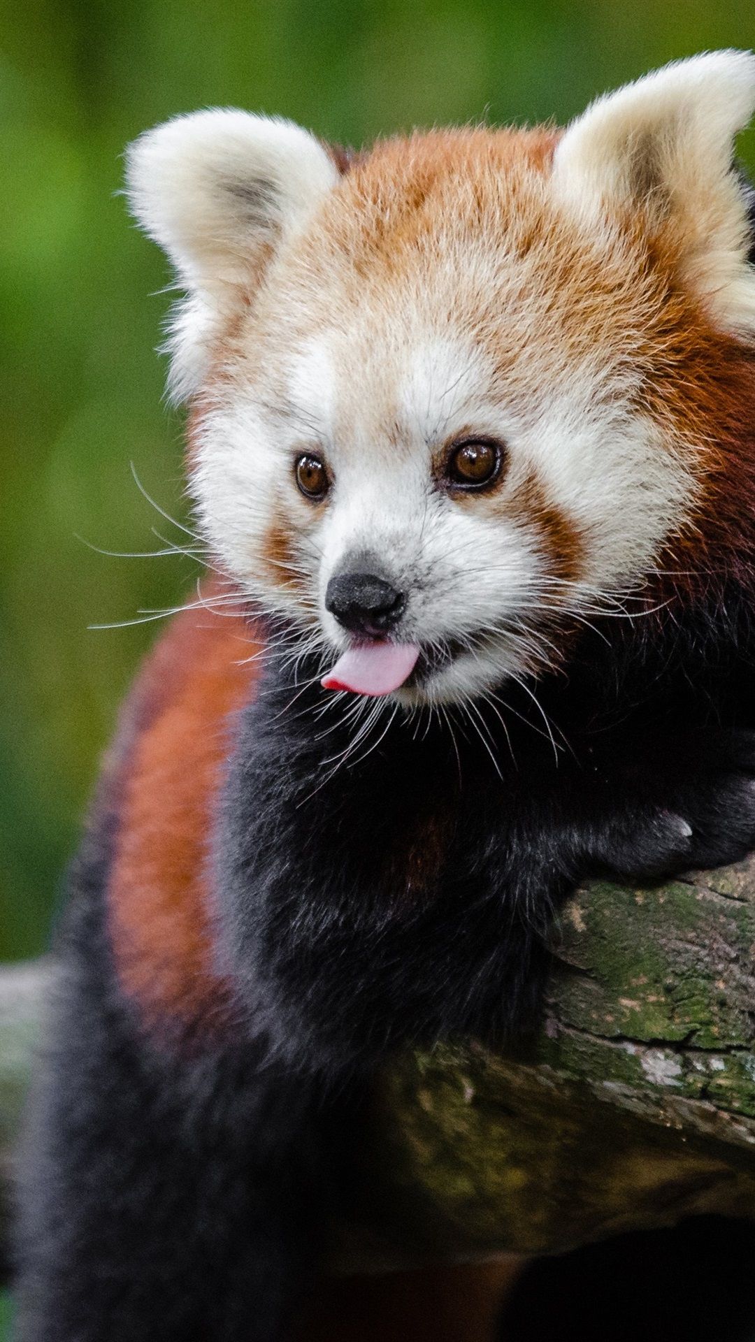 iPhone Wallpaper Red Panda Playful, Tongue