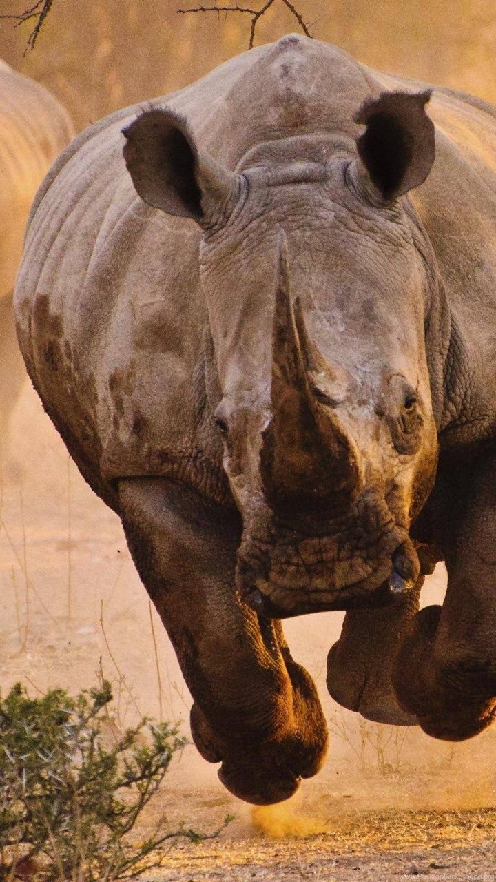 Rhino, Nature, Animals Wallpaper HD / Desktop And Mobile Background Desktop Background