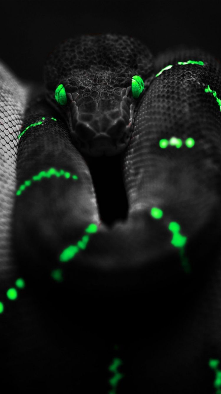 Free download Black Snake Neon Green Android Wallpaper download [1000x1600] for your Desktop, Mobile & Tablet. Explore Neon Snakes Wallpaper. Neon Snakes Wallpaper, Snakes Wallpaper, Snakes Wallpaper
