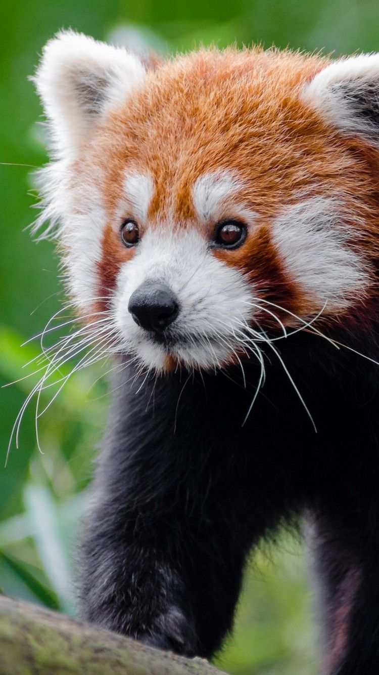 Red Panda Wallpaper 28175