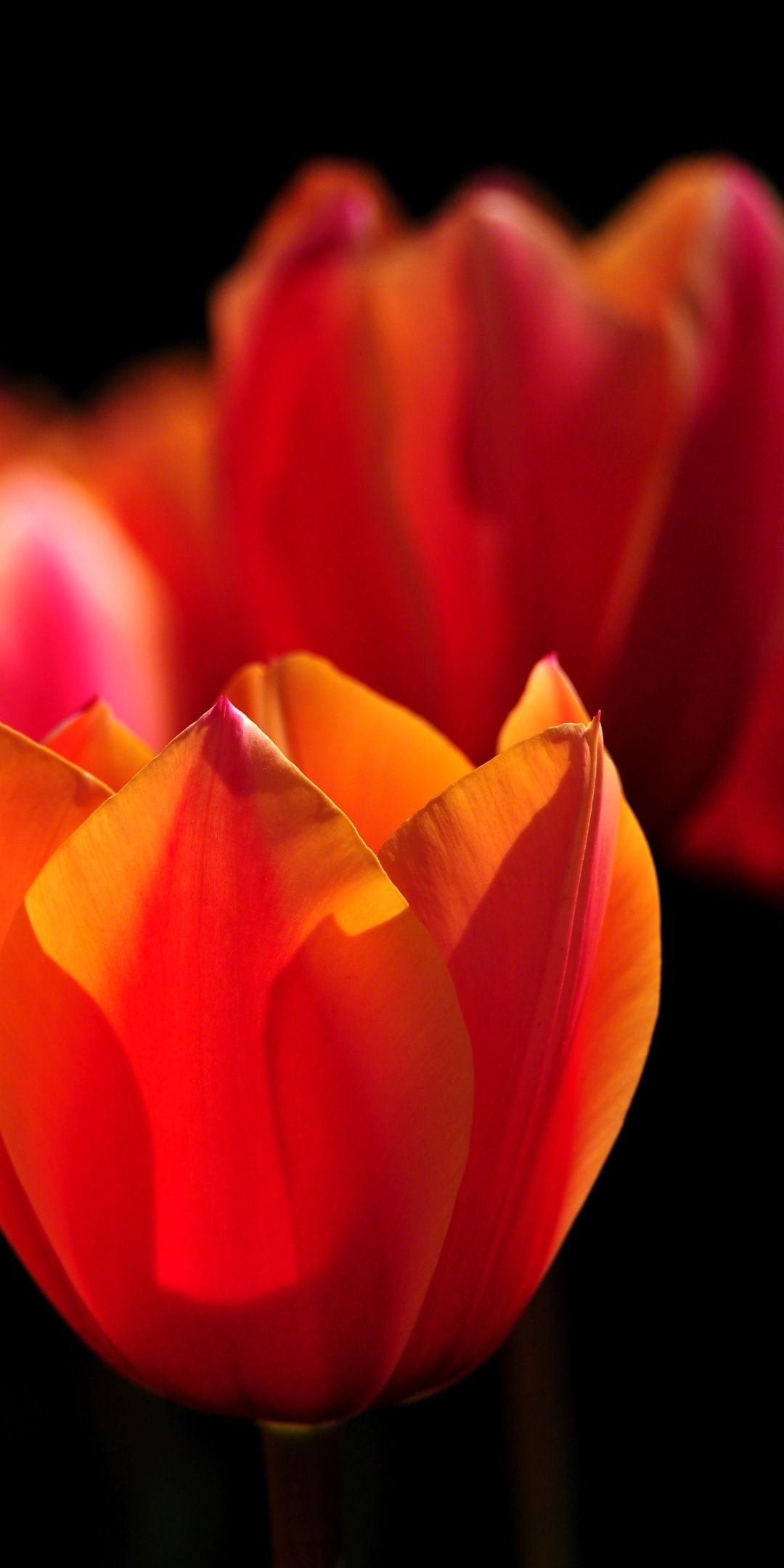 Wallpaper flowers. Color: best wallpaper for mobile 760572