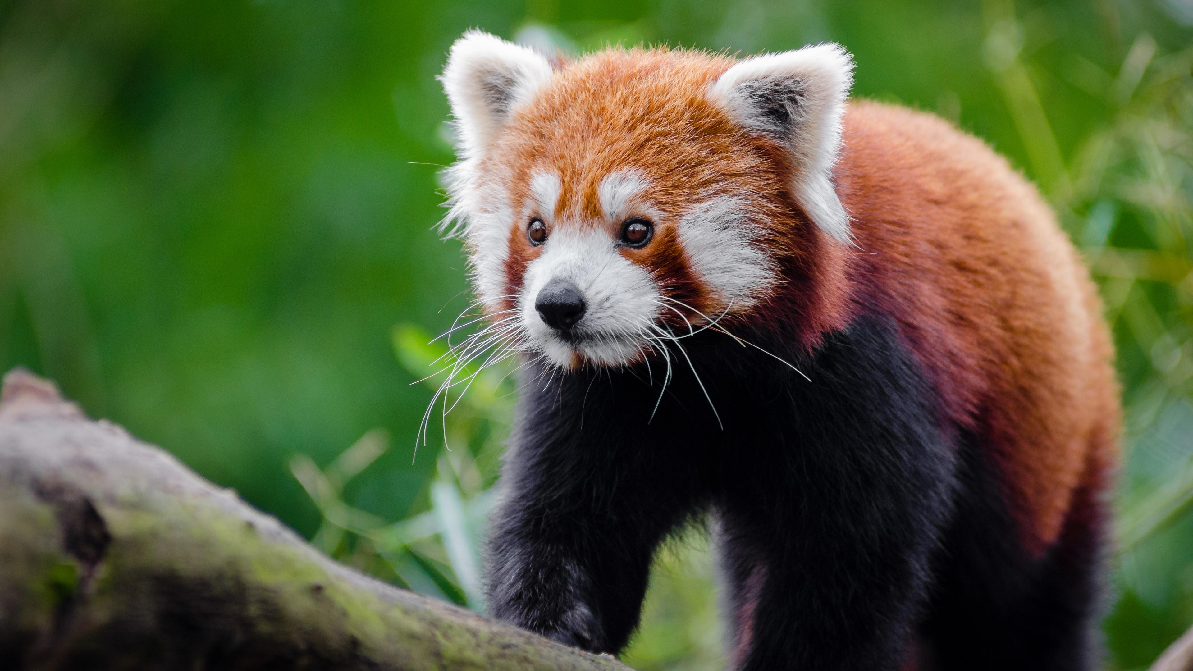 Red Panda Wallpaper