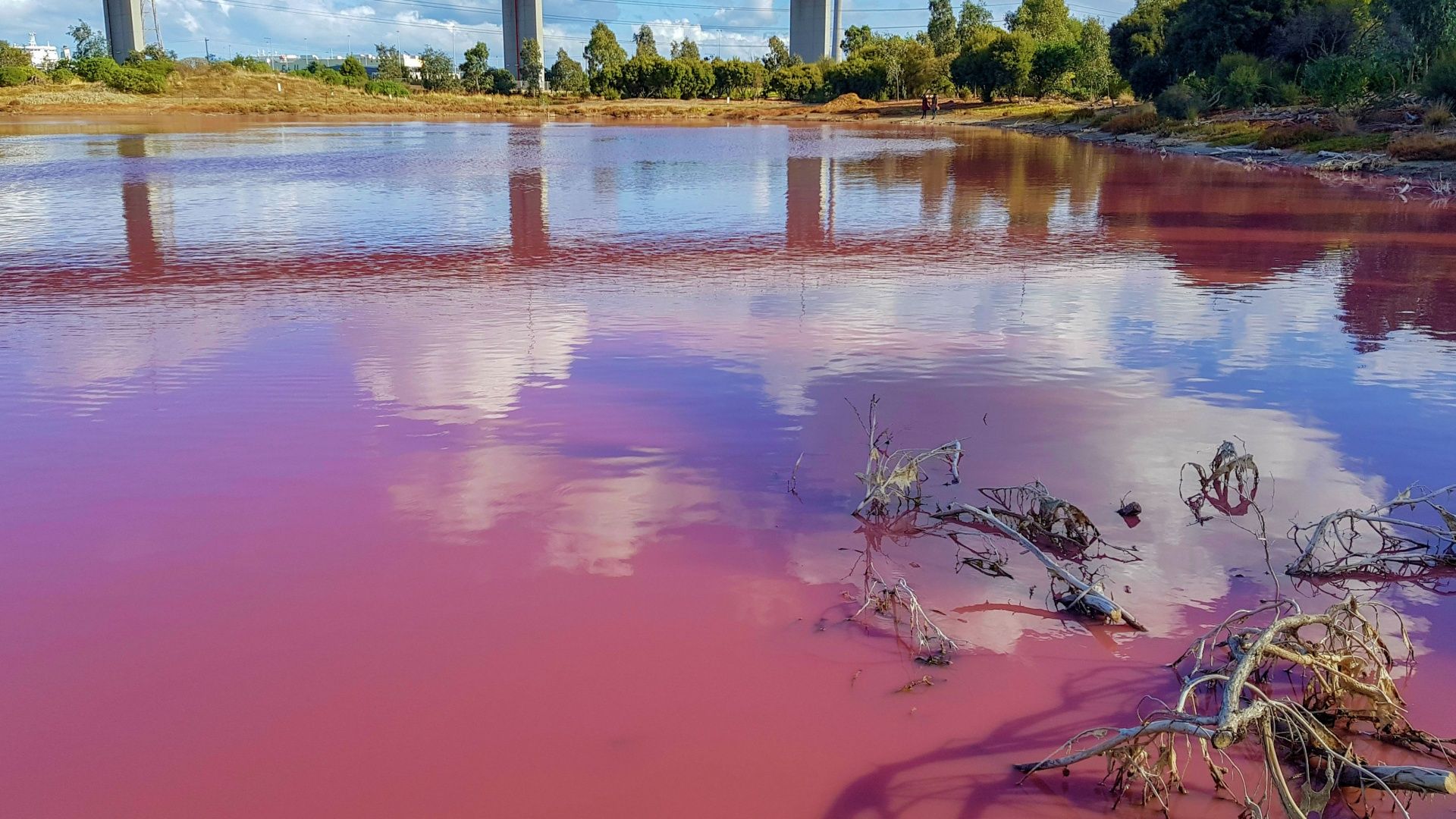 Just Landed: An urban lake in Australia has turned pink