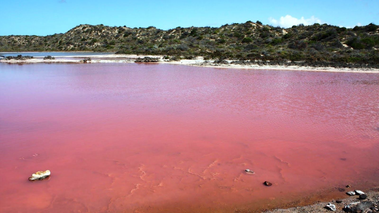 Pink Is the Colour of Love Lake Hillier the Pink Lake Western Australia