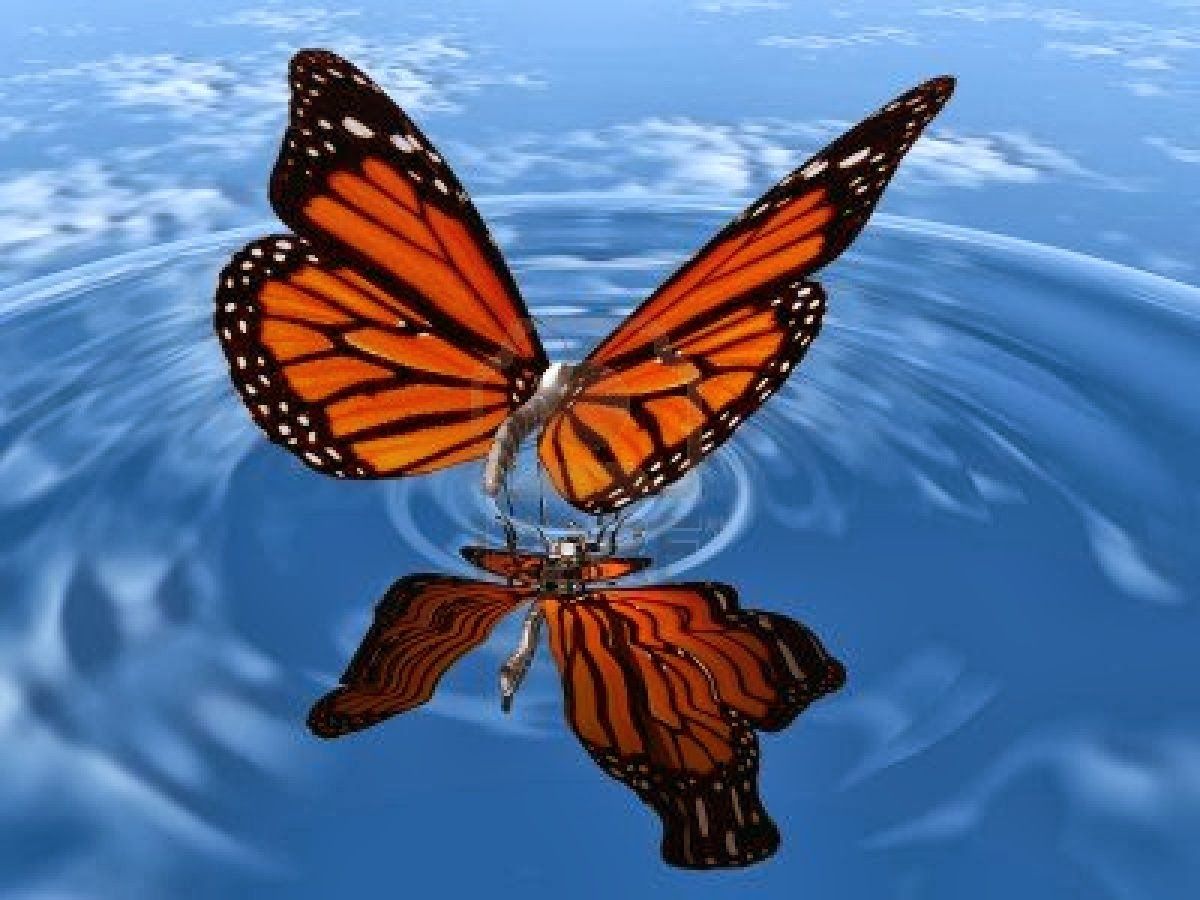 animated butterfly live wallpaper