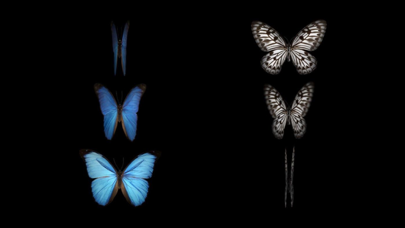 REQUEST Butterfly live wallpaper for iOS. Can we please port over the live butterfly wallpaper for Apple Watch to the iPhone?