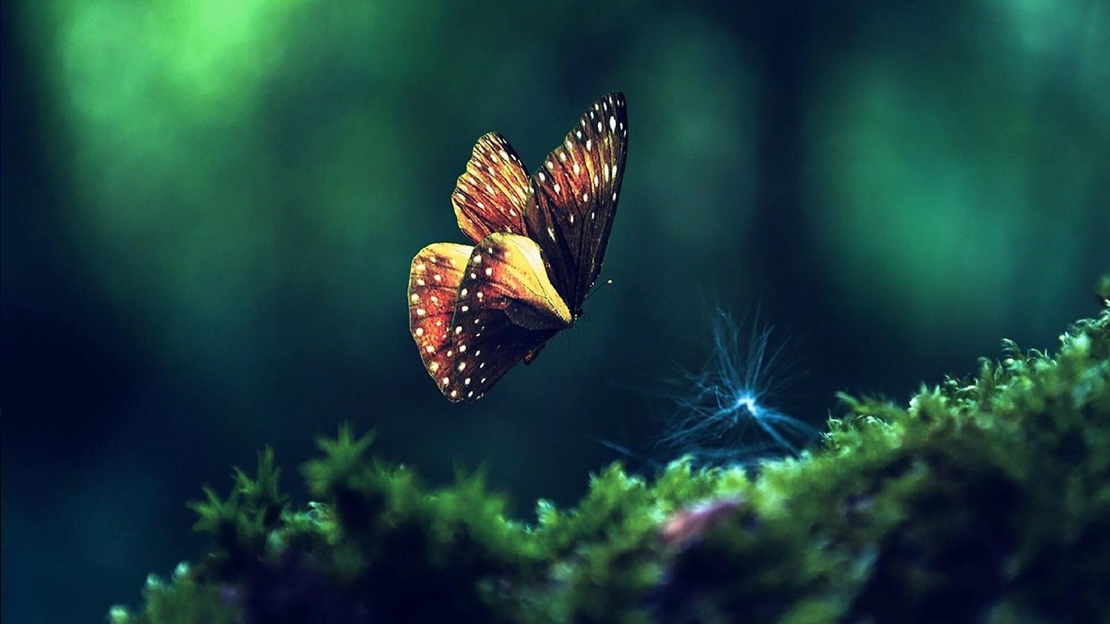 Butterfly Live Wallpaper For PC