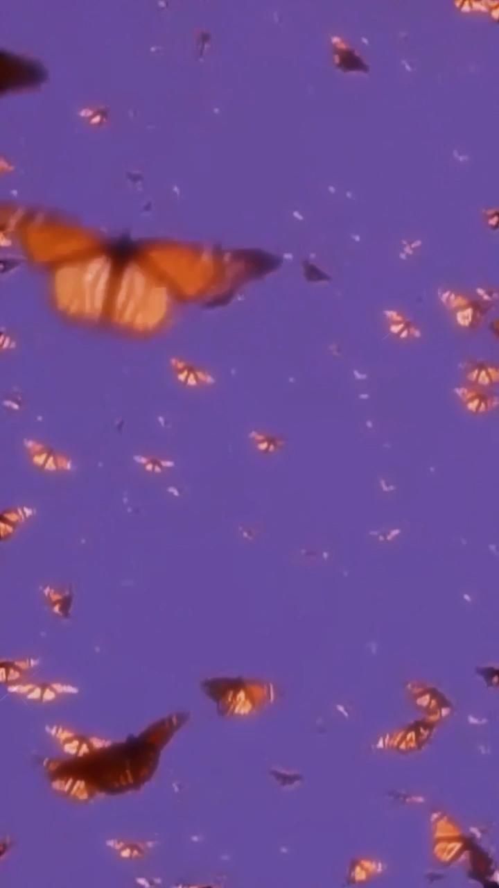Aesthetic butterflies