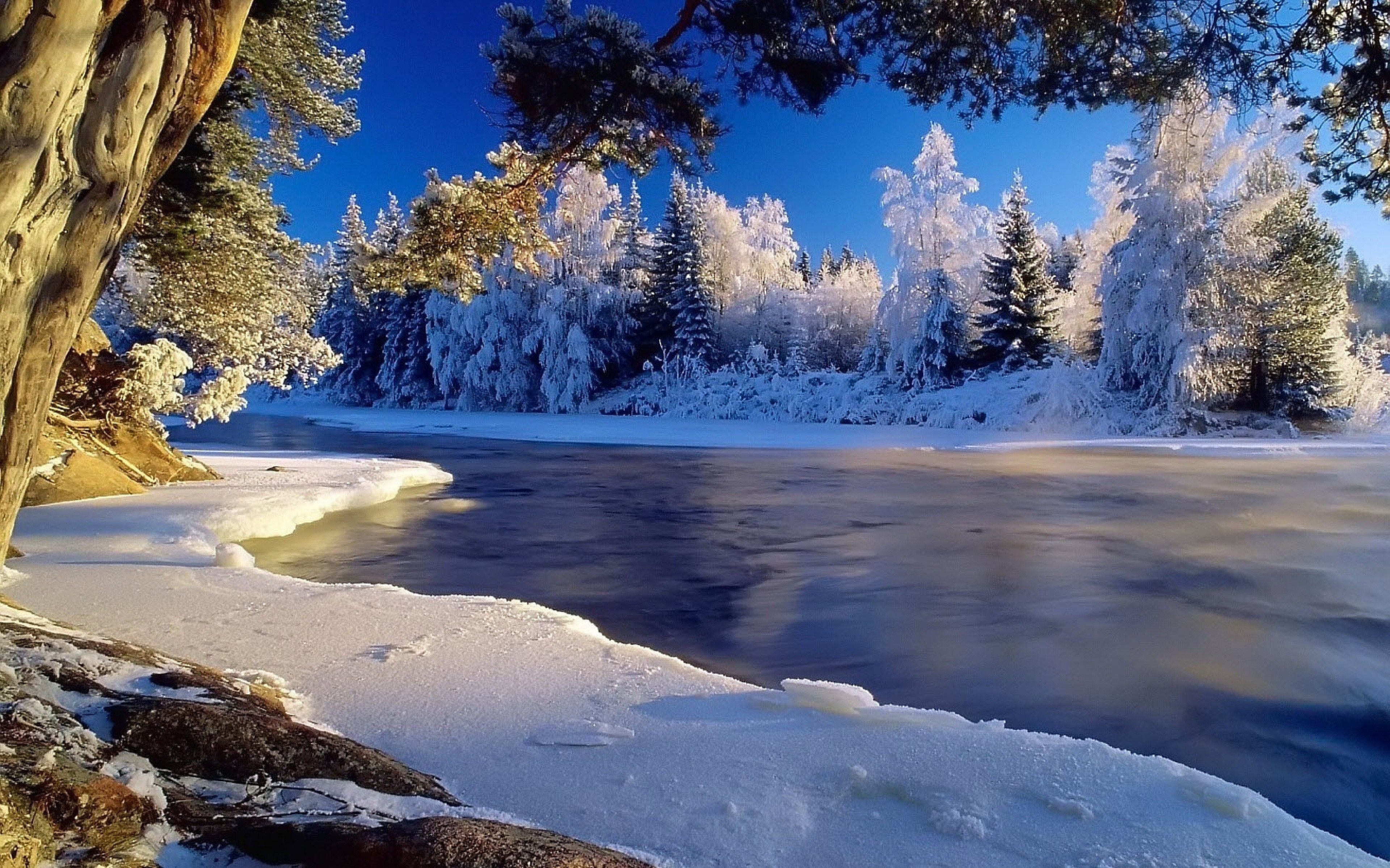 Winter Day wallpaper. Download wide wallpaper beautiful wildlife for ios. Winter, snow, trees