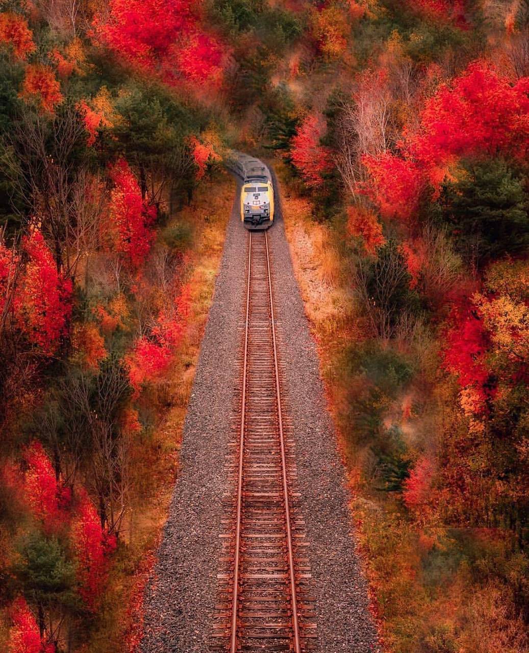 Train in autumn wallpaper
